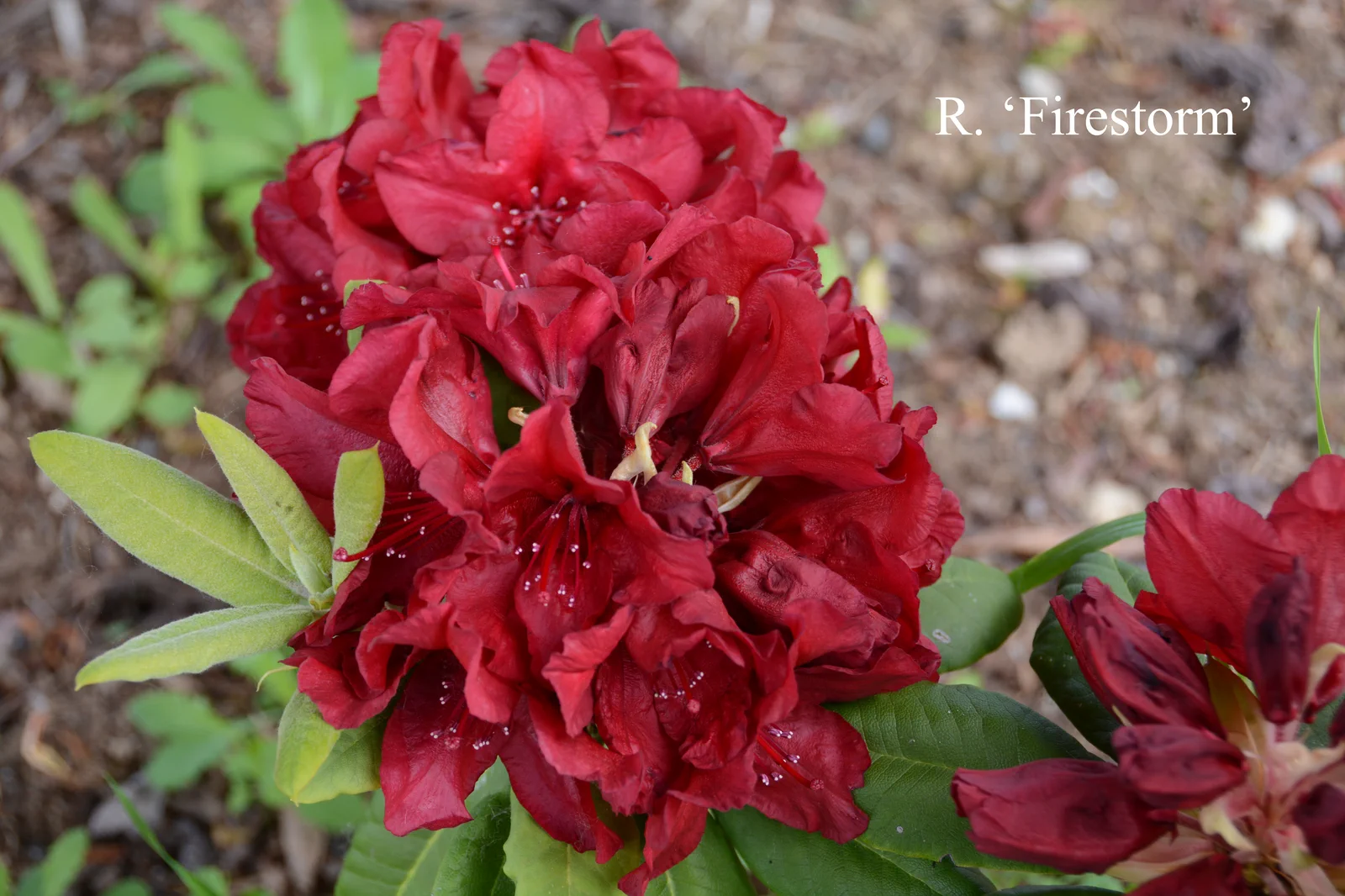 R. 'Firestorm' photo of R. 'Firestorm'. Location: Fearing's Farm Nursery, Abbotsford, BC, Canada. Photo by: Harold Fearing
