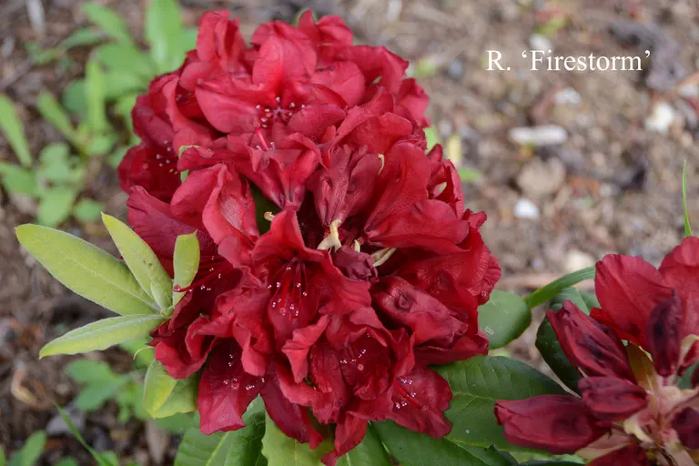 Photo of R. 'Firestorm', Rhododendron Hybrid