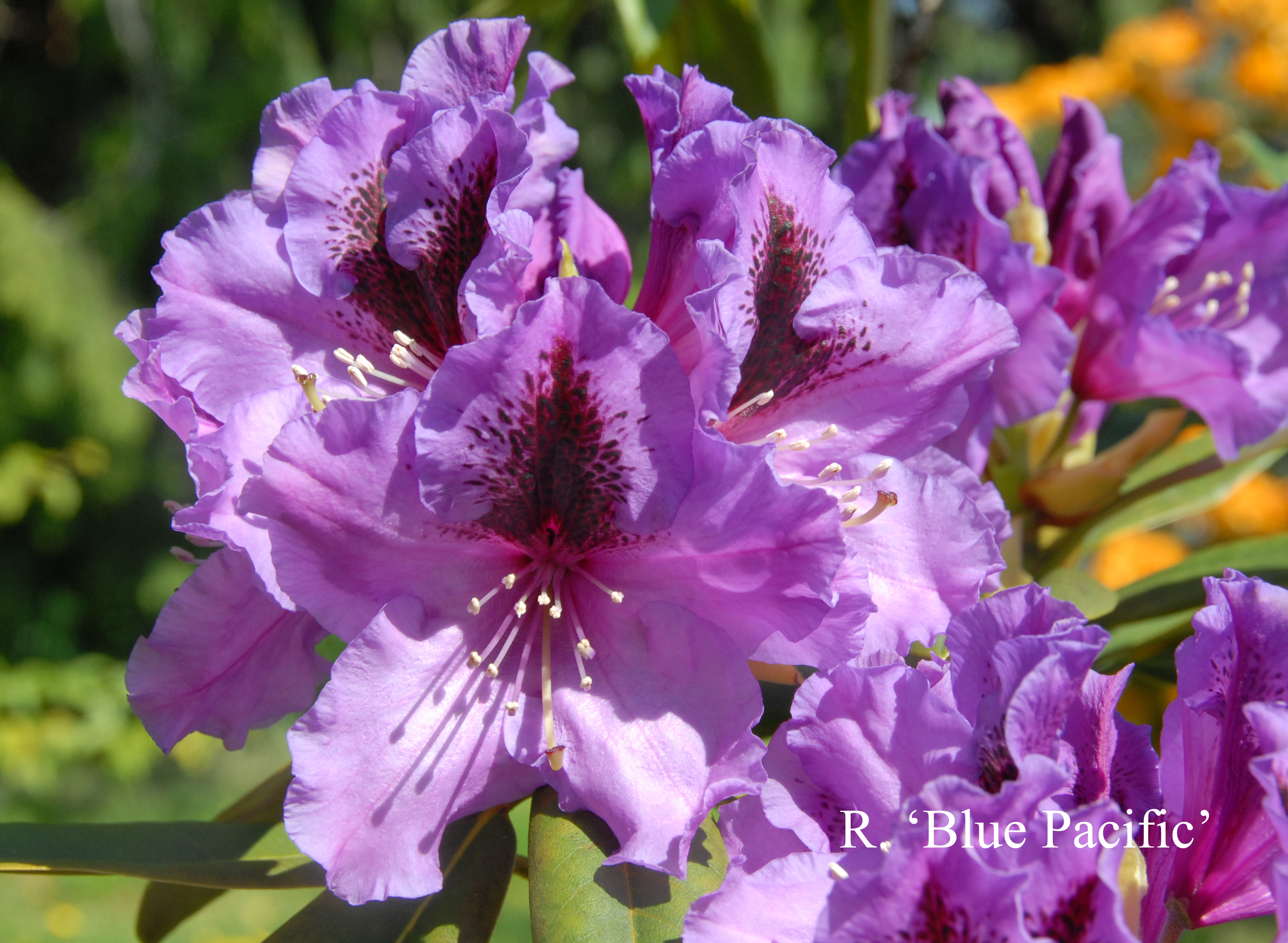 Rhododendron Blue Pacific photo