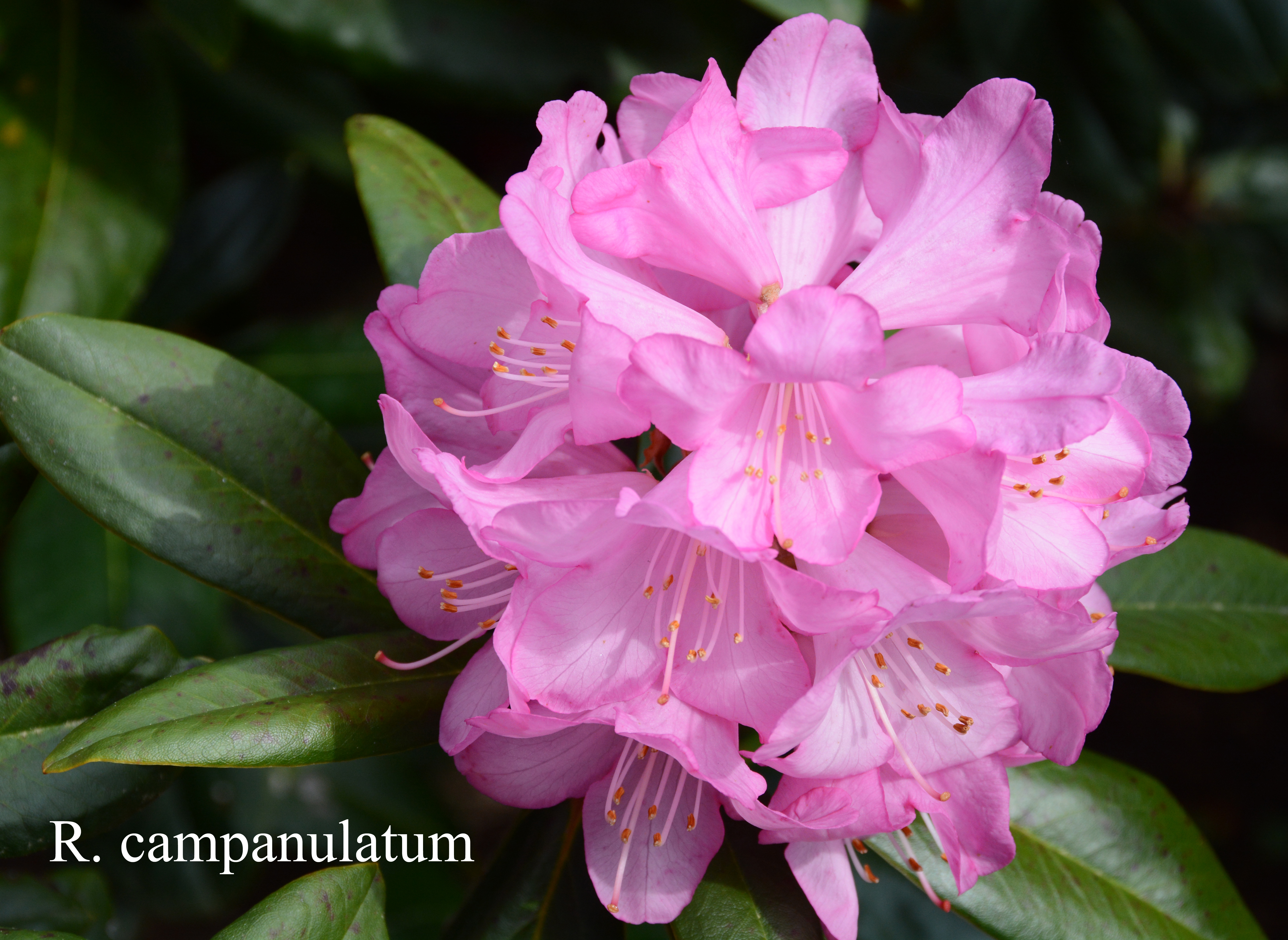 Rhododendron campanulatum ssp campanulatum photo