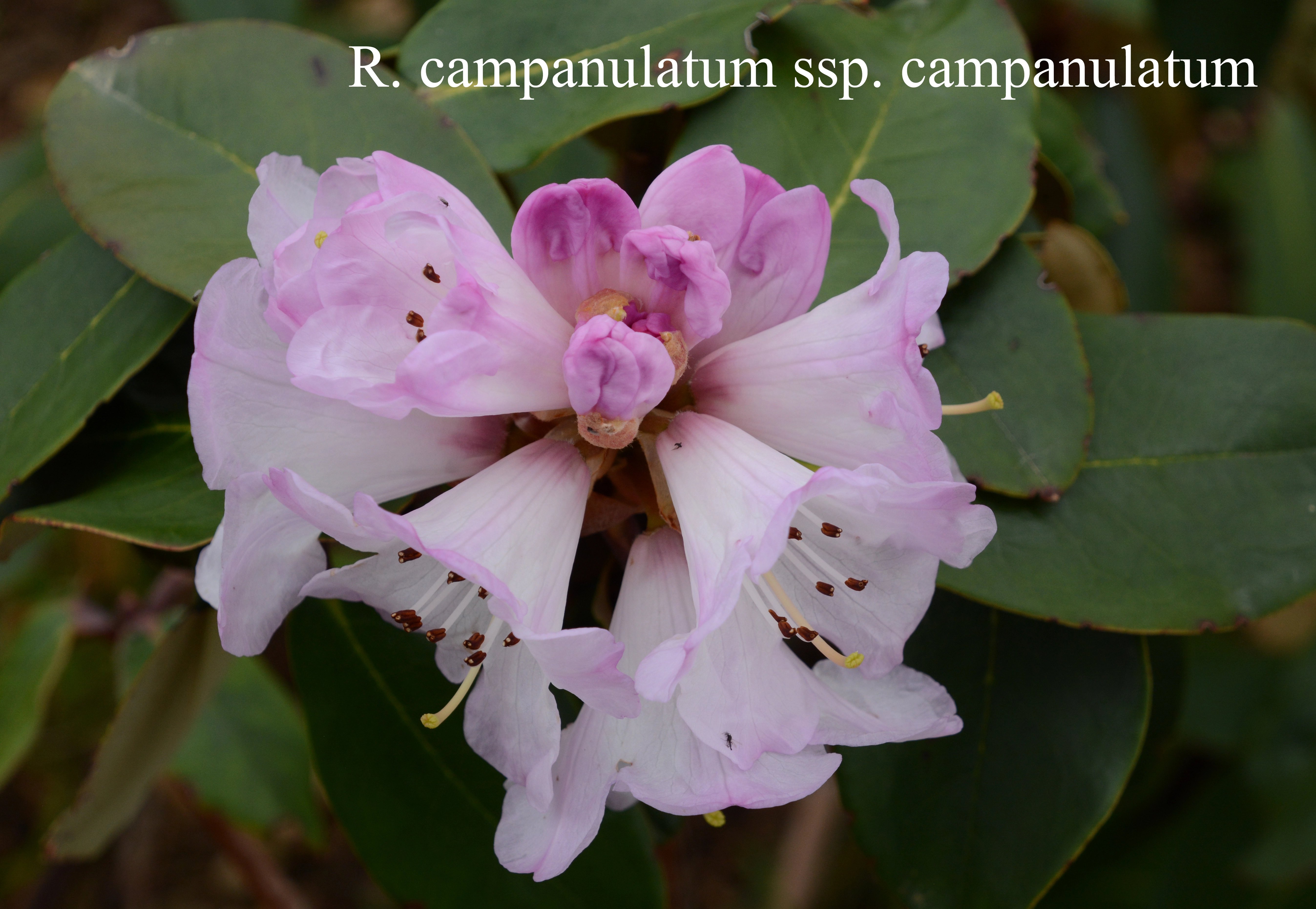 Rhododendron campanulatum ssp campanulatum photo
