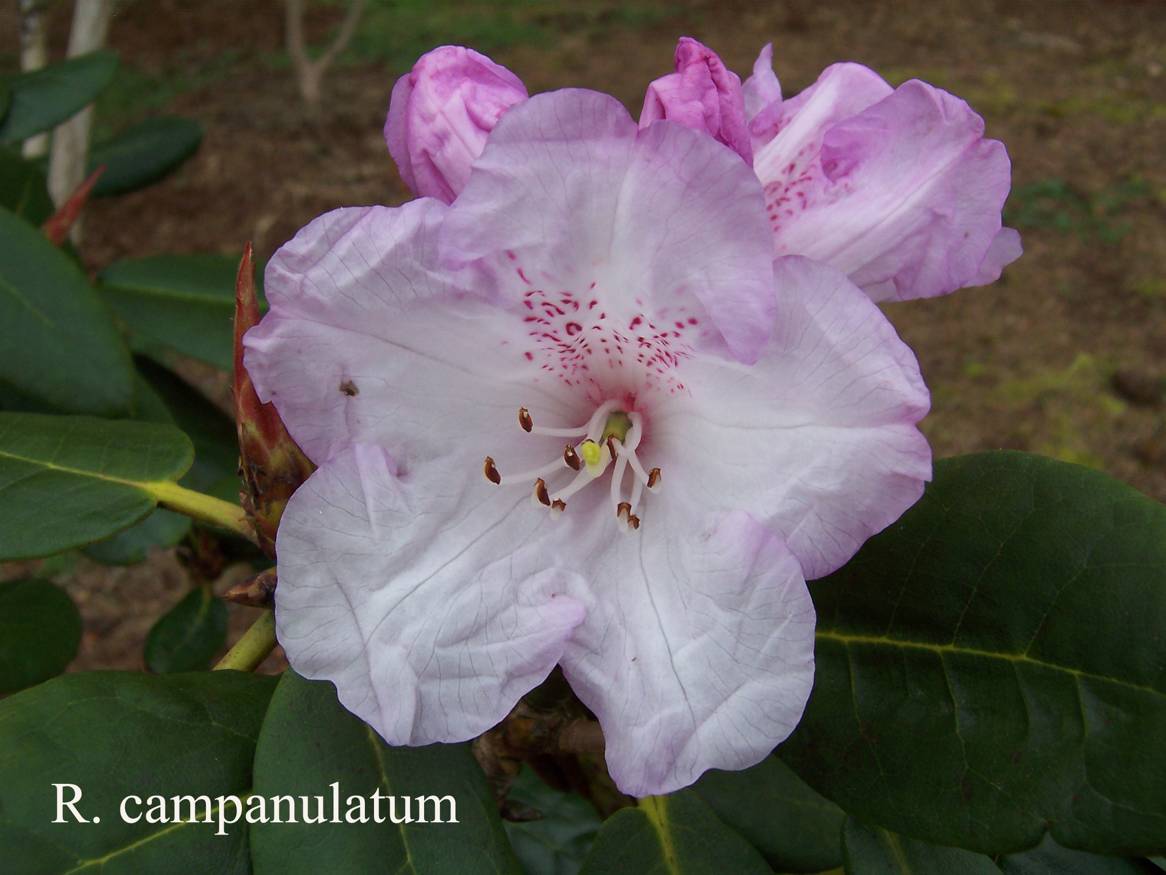 Rhododendron campanulatum ssp campanulatum photo