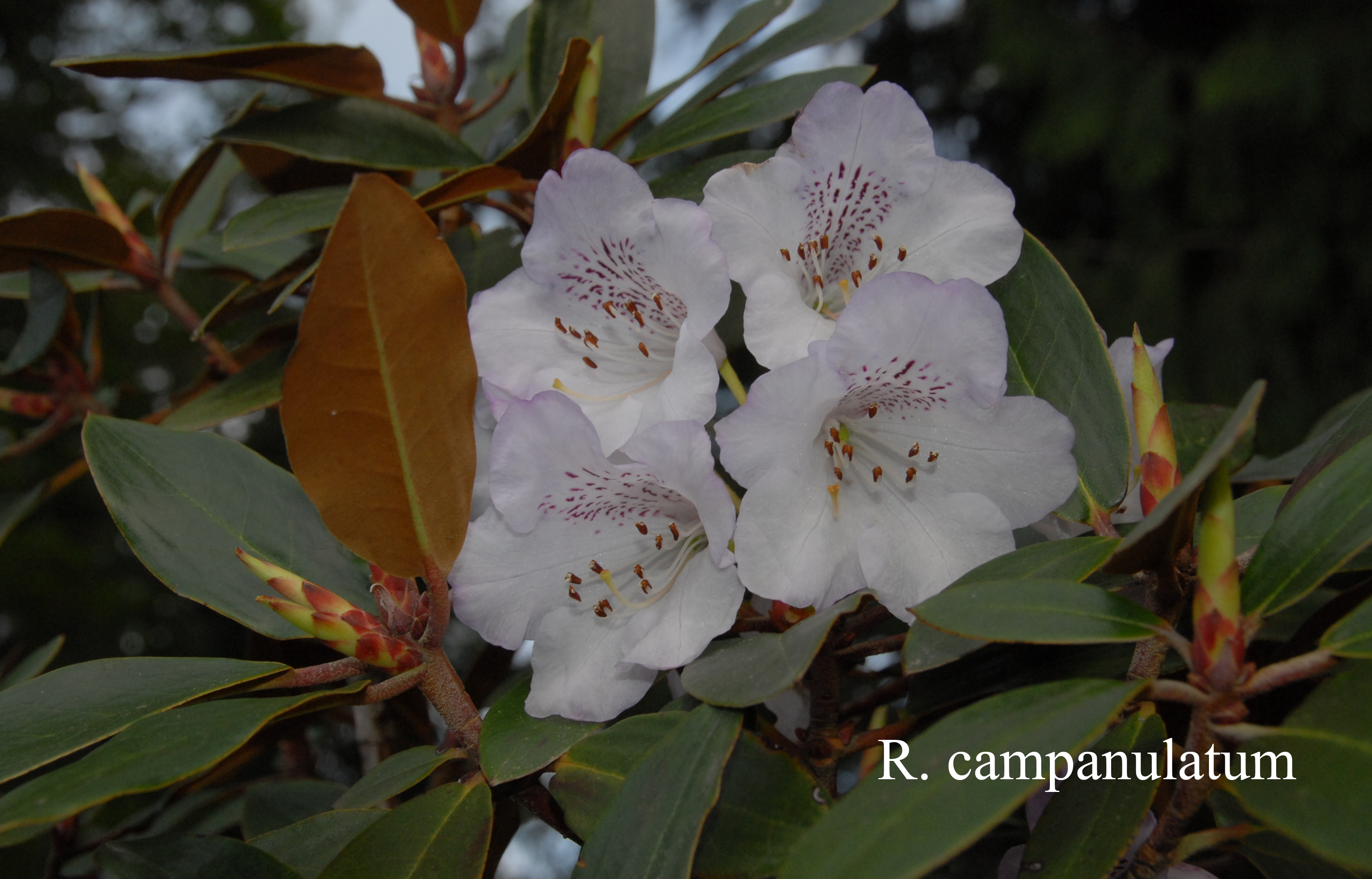 Rhododendron campanulatum ssp campanulatum photo