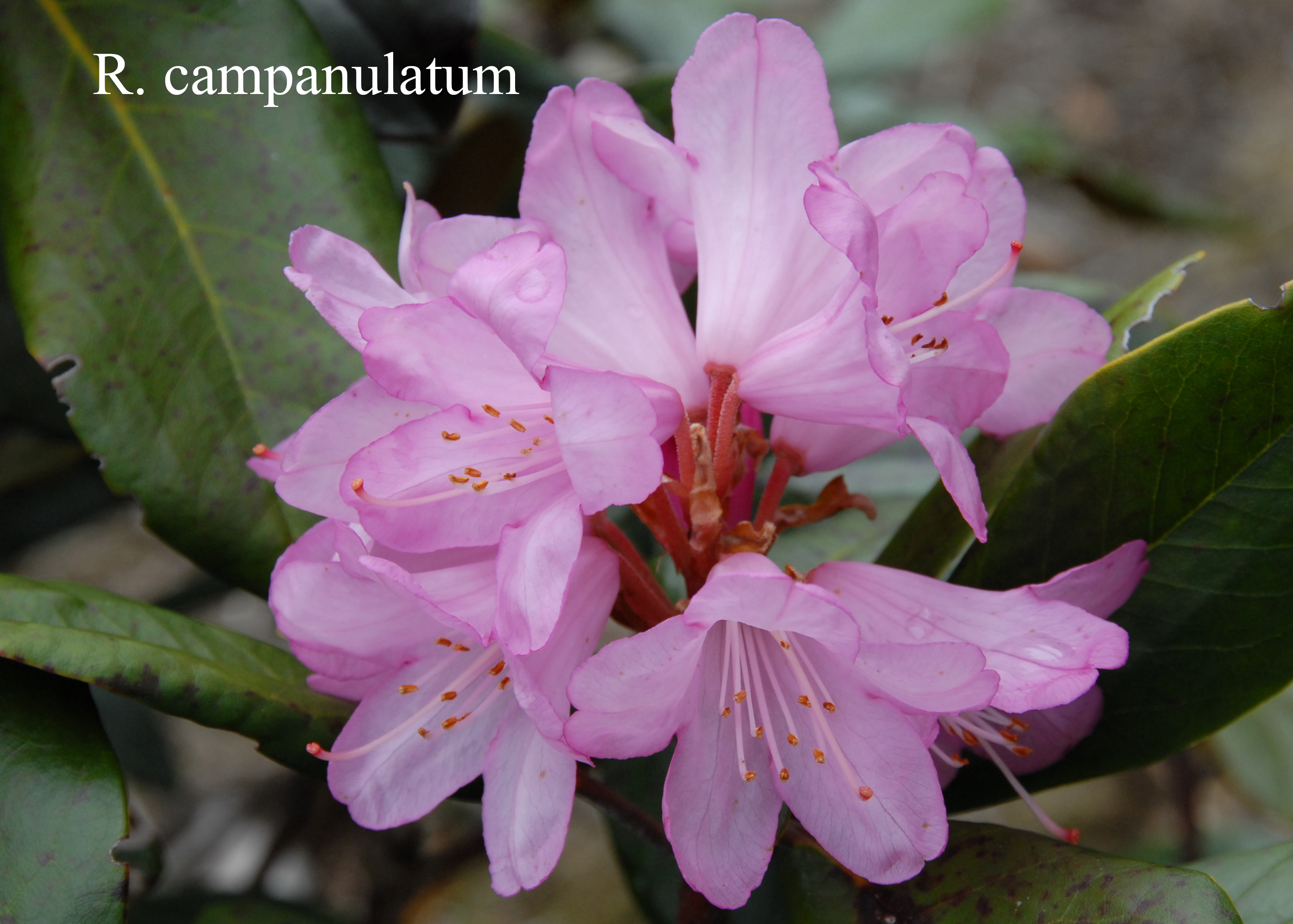 Rhododendron campanulatum ssp campanulatum photo