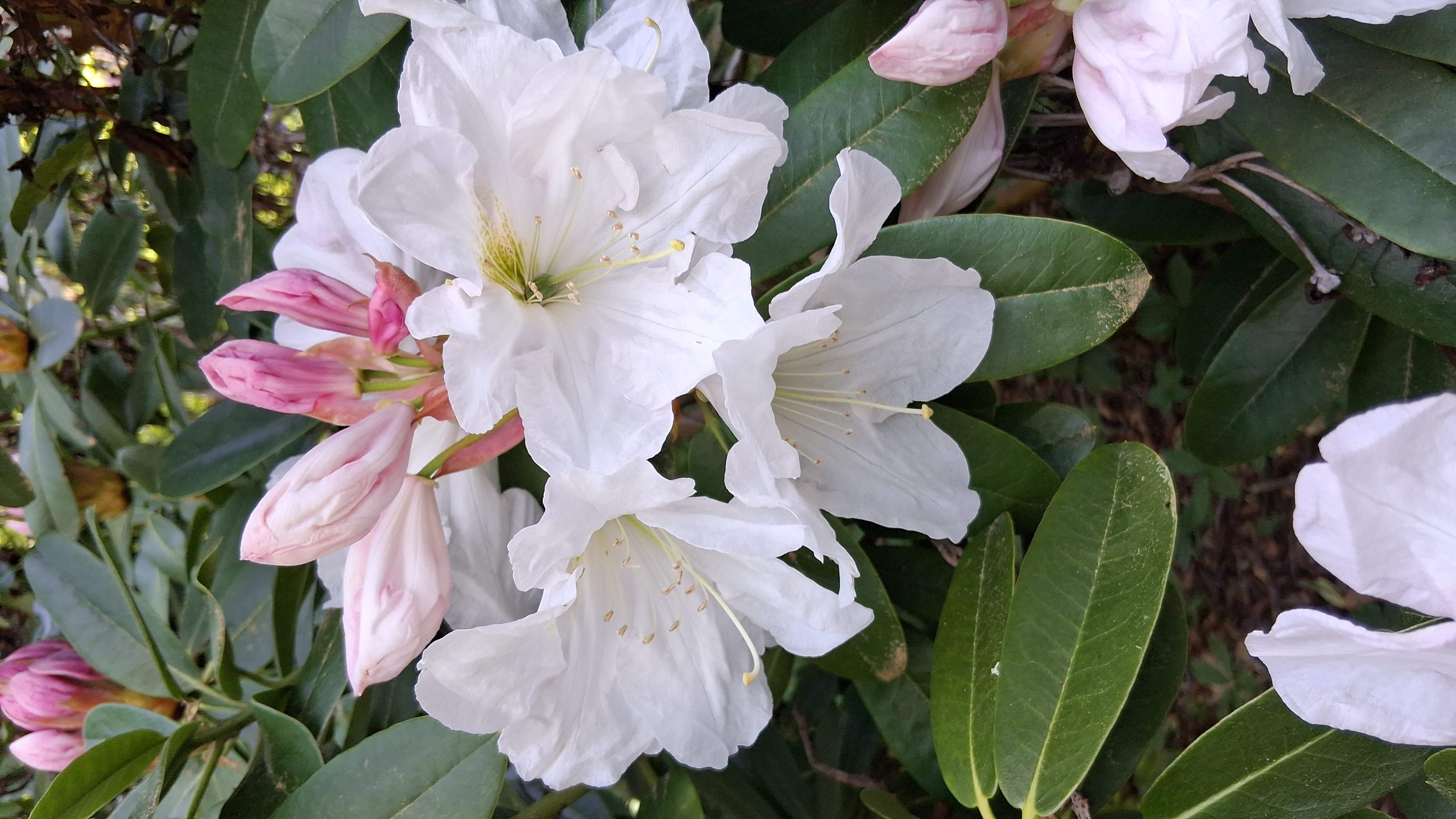 Rhododendron Mrs A.T. de la Mare photo