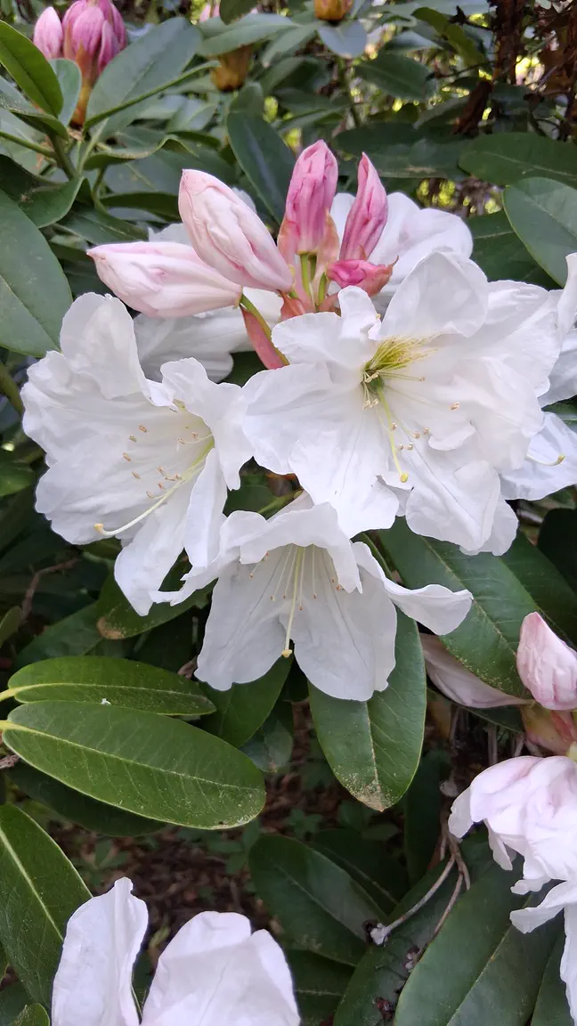 Photo of R. 'Mrs A.T. de la Mare', Rhododendron Hybrid