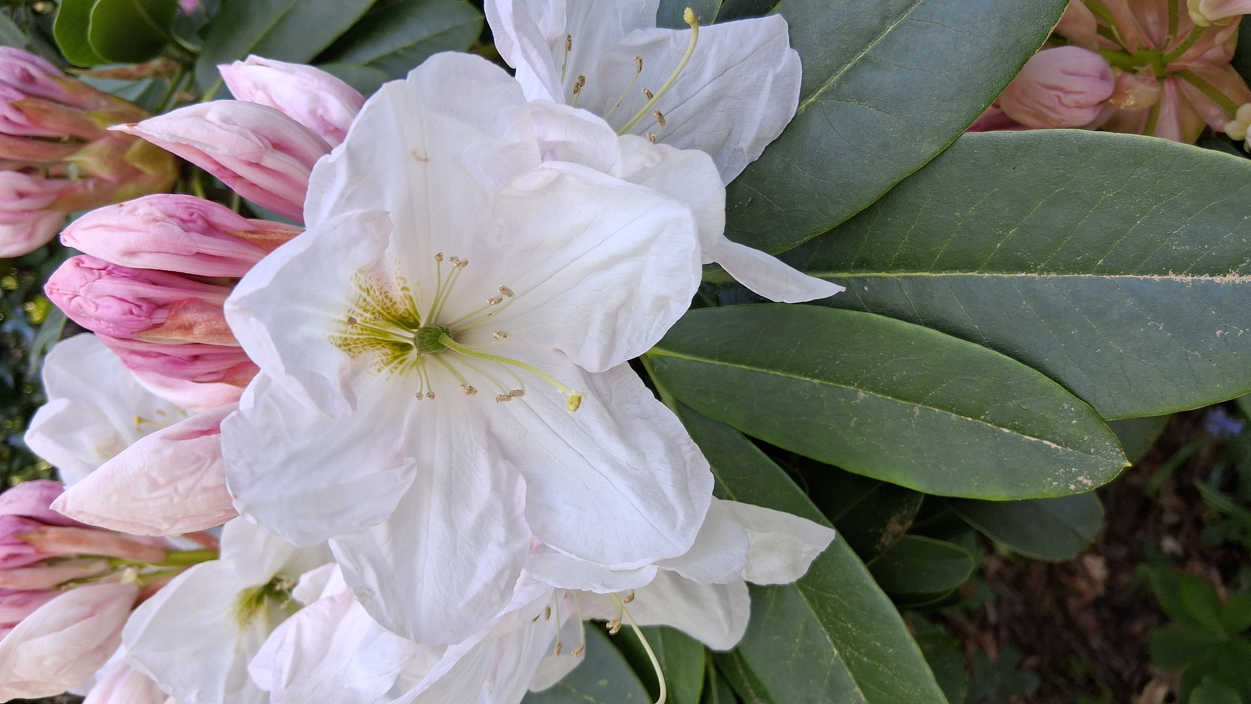 Rhododendron Mrs A.T. de la Mare photo