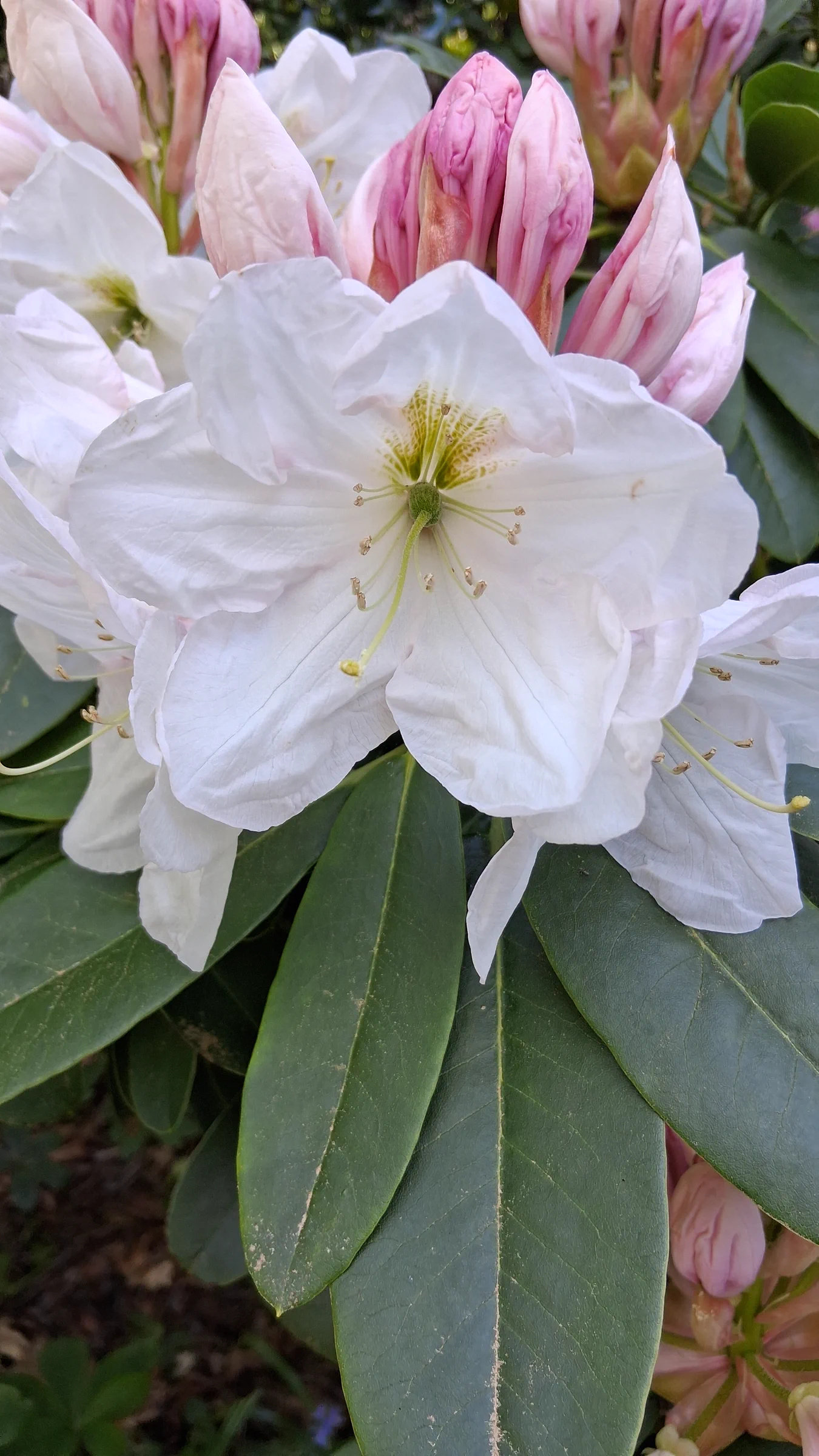 R. 'Mrs A.T. de la Mare' photo of R. 'Mrs A.T. de la Mare'. R. 'Mrs A.T. de la Mare'. Location: Lake Wilderness Arboretum, Maple Valley, WA USA. Photo by: Thatrhodylady