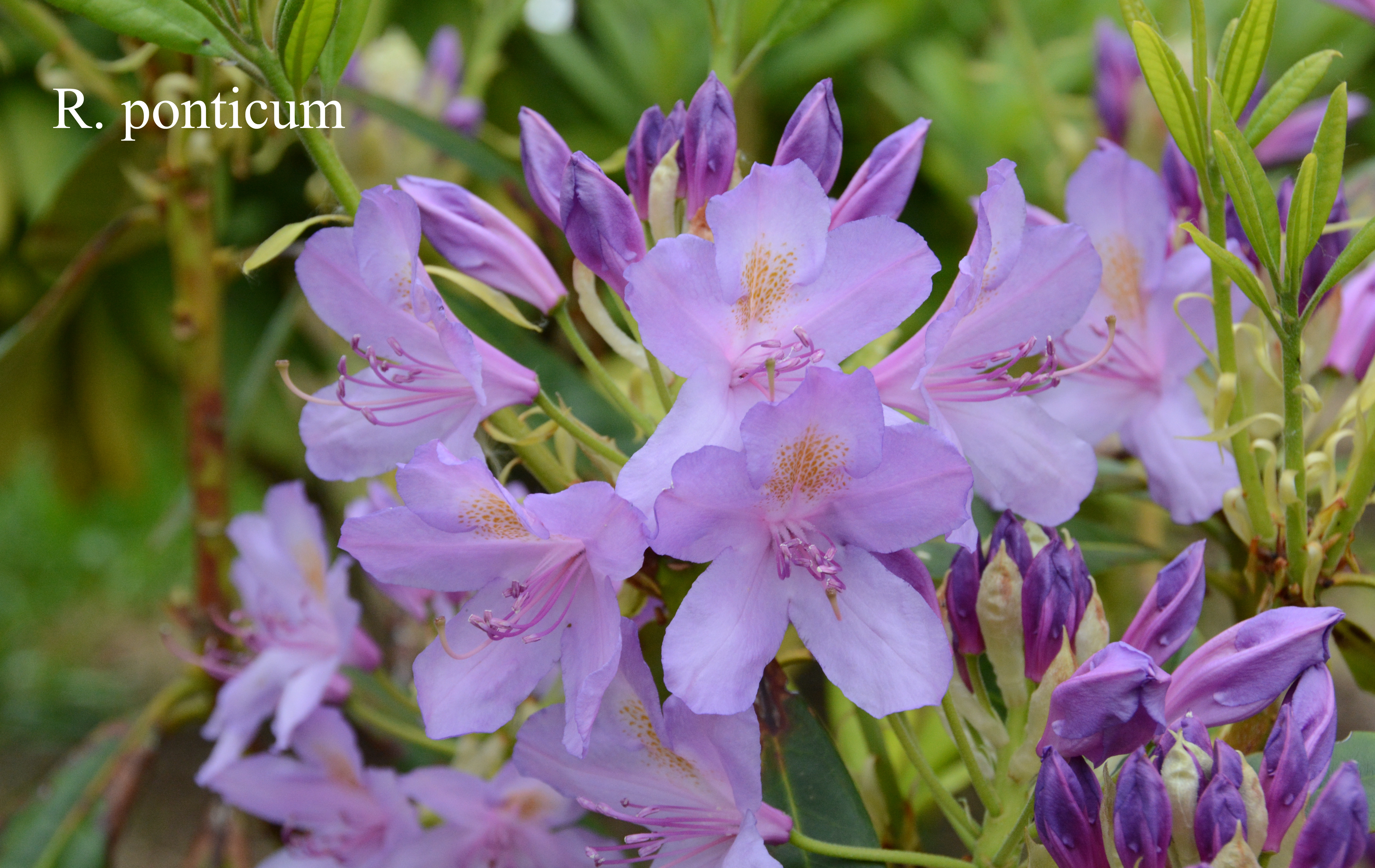 Rhododendron ponticum photo
