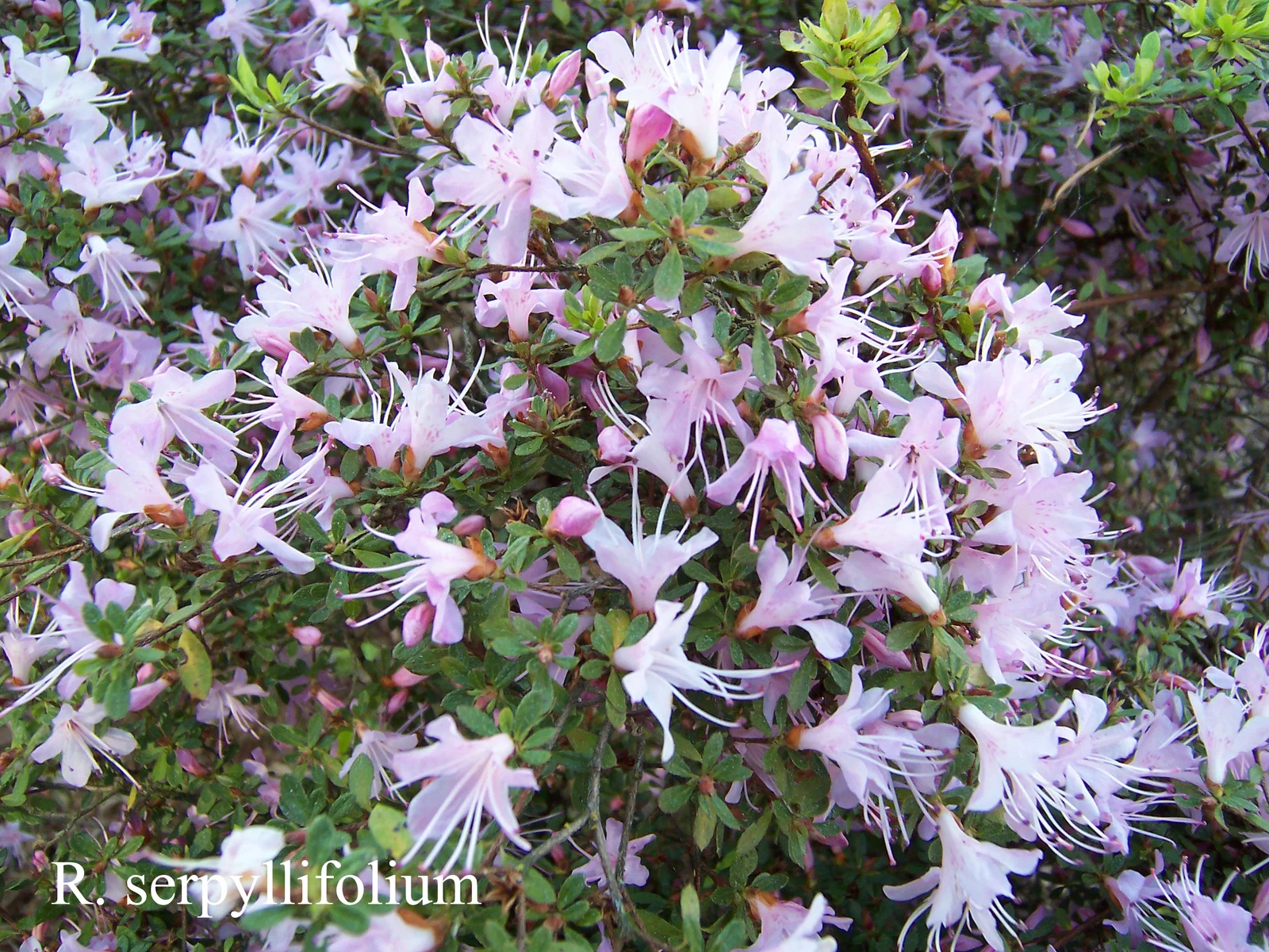 R. serpyllifolium photo of R. serpyllifolium. Location: Fearing's Farm Nursery, Abbotsford, BC, Canada. Photo by: Harold Fearing