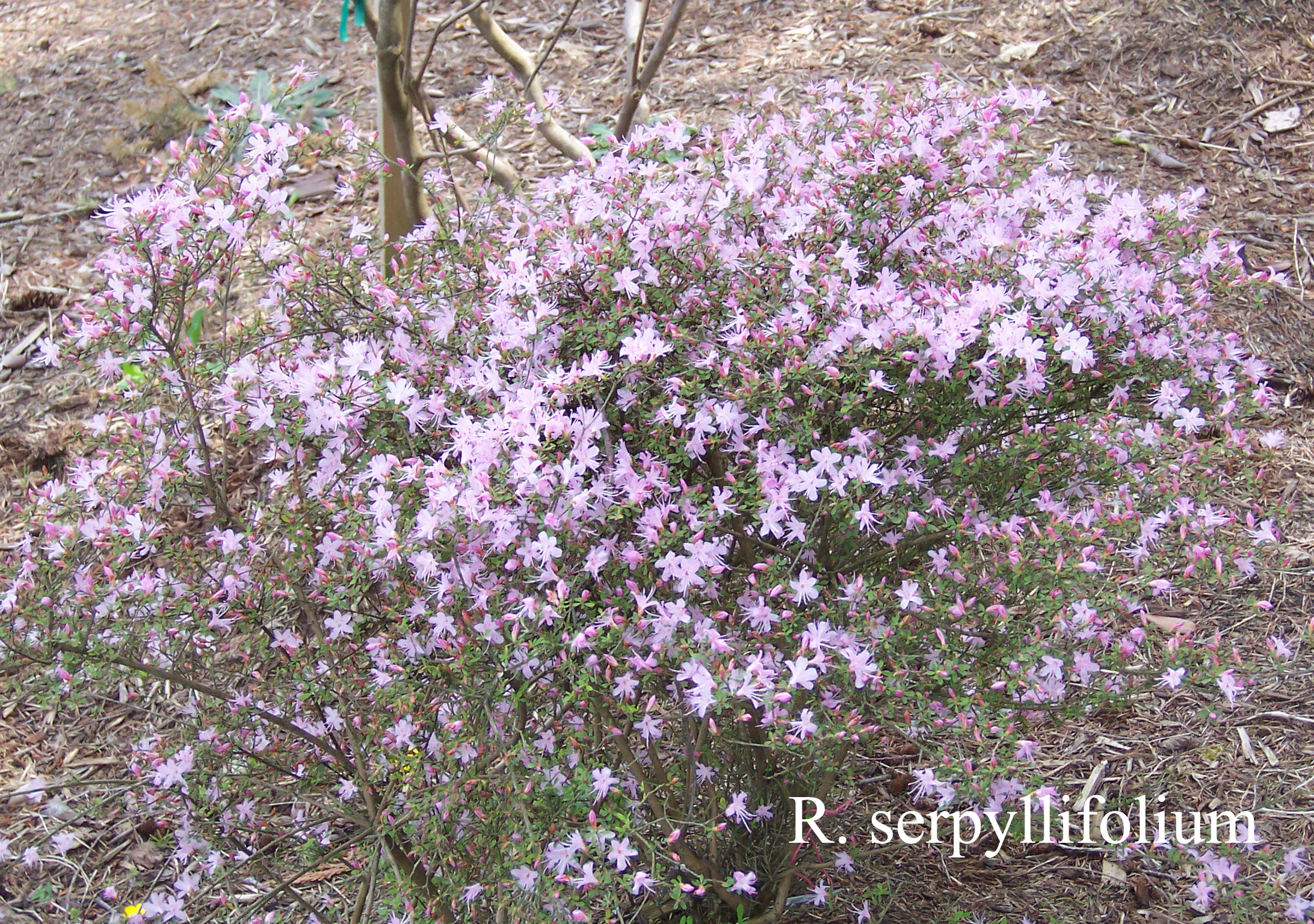 Rhododendron serpyllifolium photo
