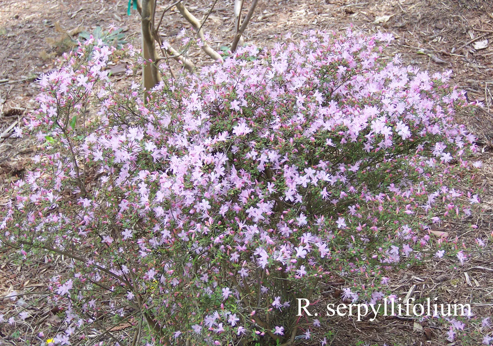 R. serpyllifolium photo of R. serpyllifolium. Location: Fearing's Farm Nursery, Abbotsford, BC, Canada. Photo by: Harold Fearing
