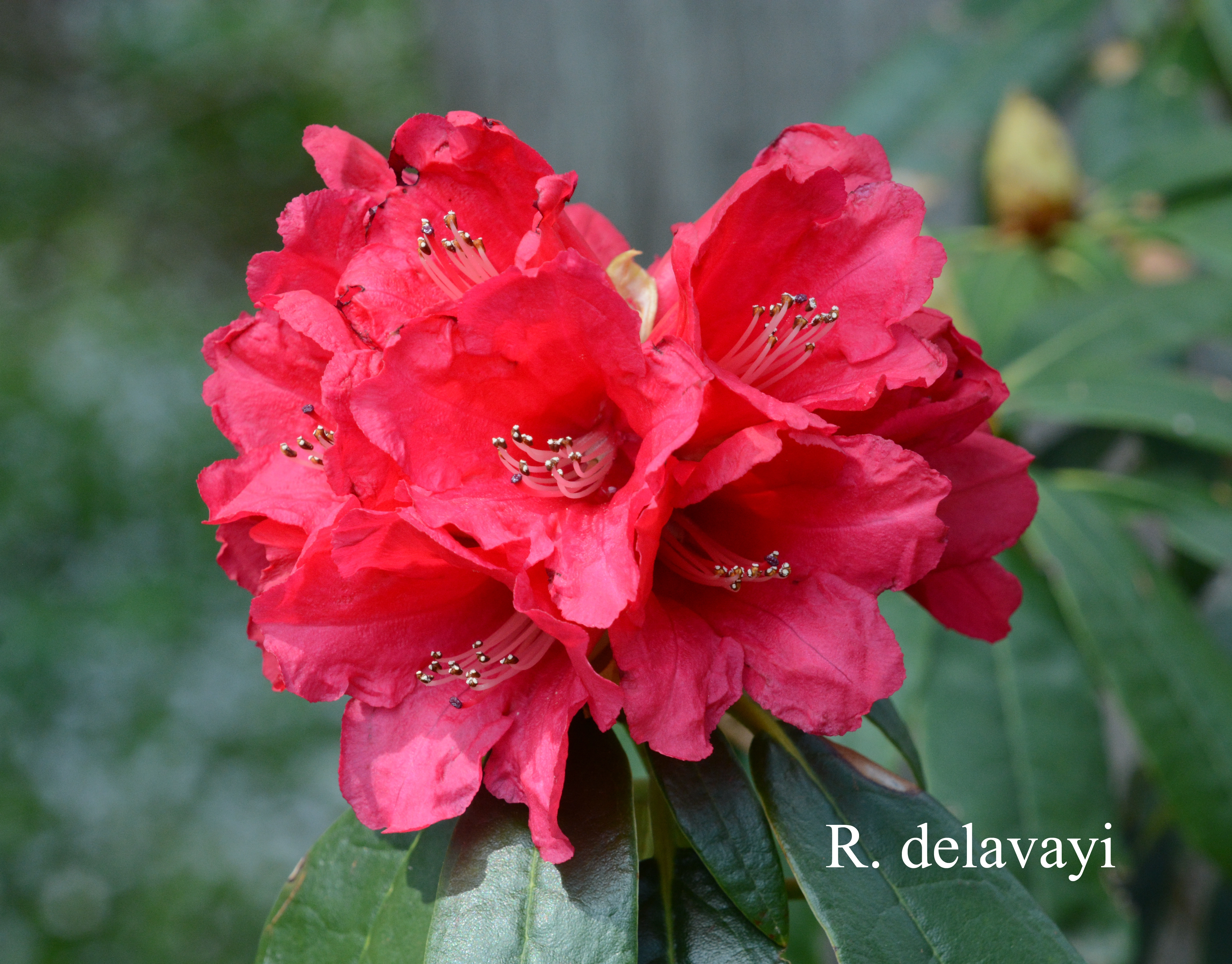 Rhododendron arboreum ssp delavayi photo