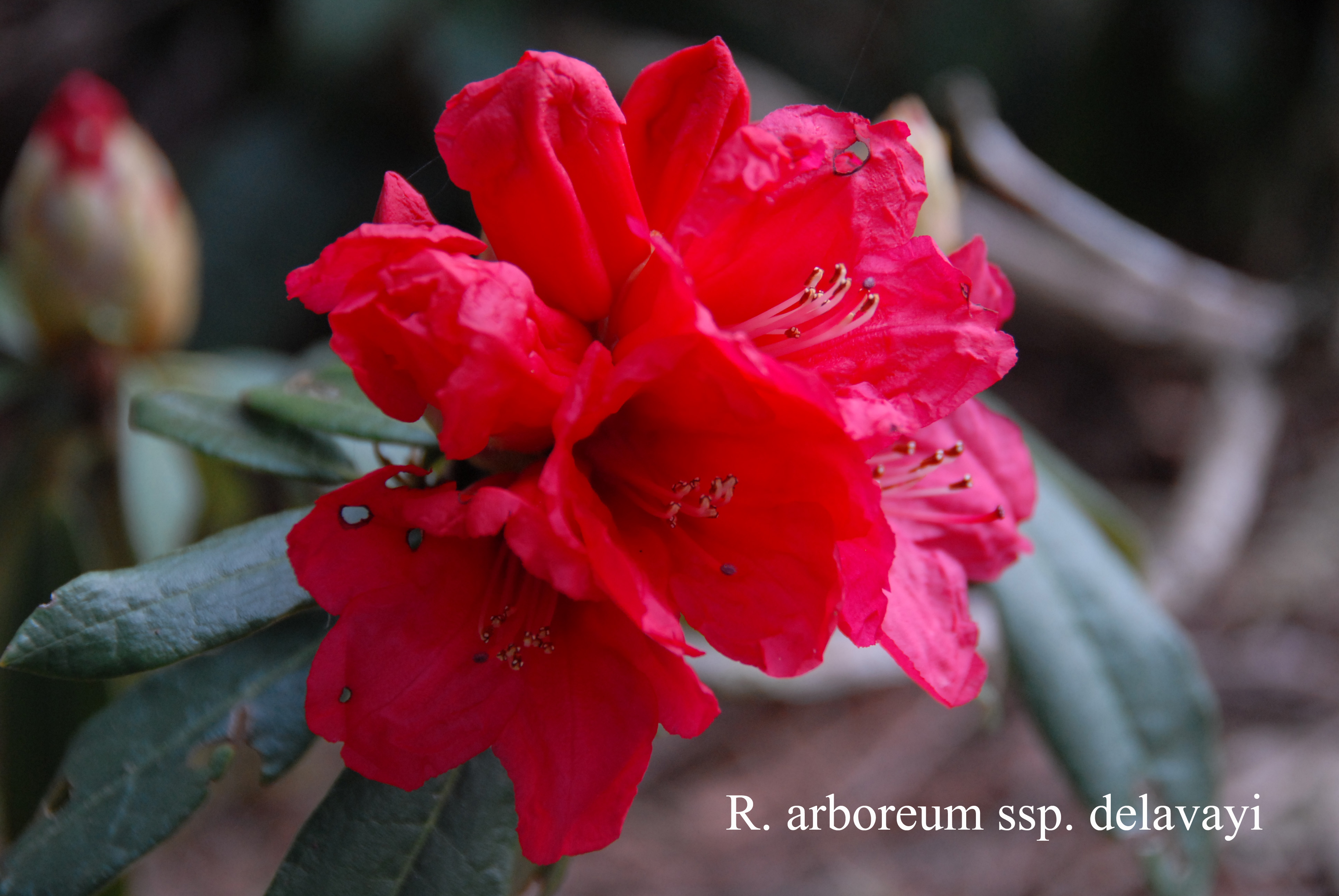 Rhododendron arboreum ssp delavayi photo