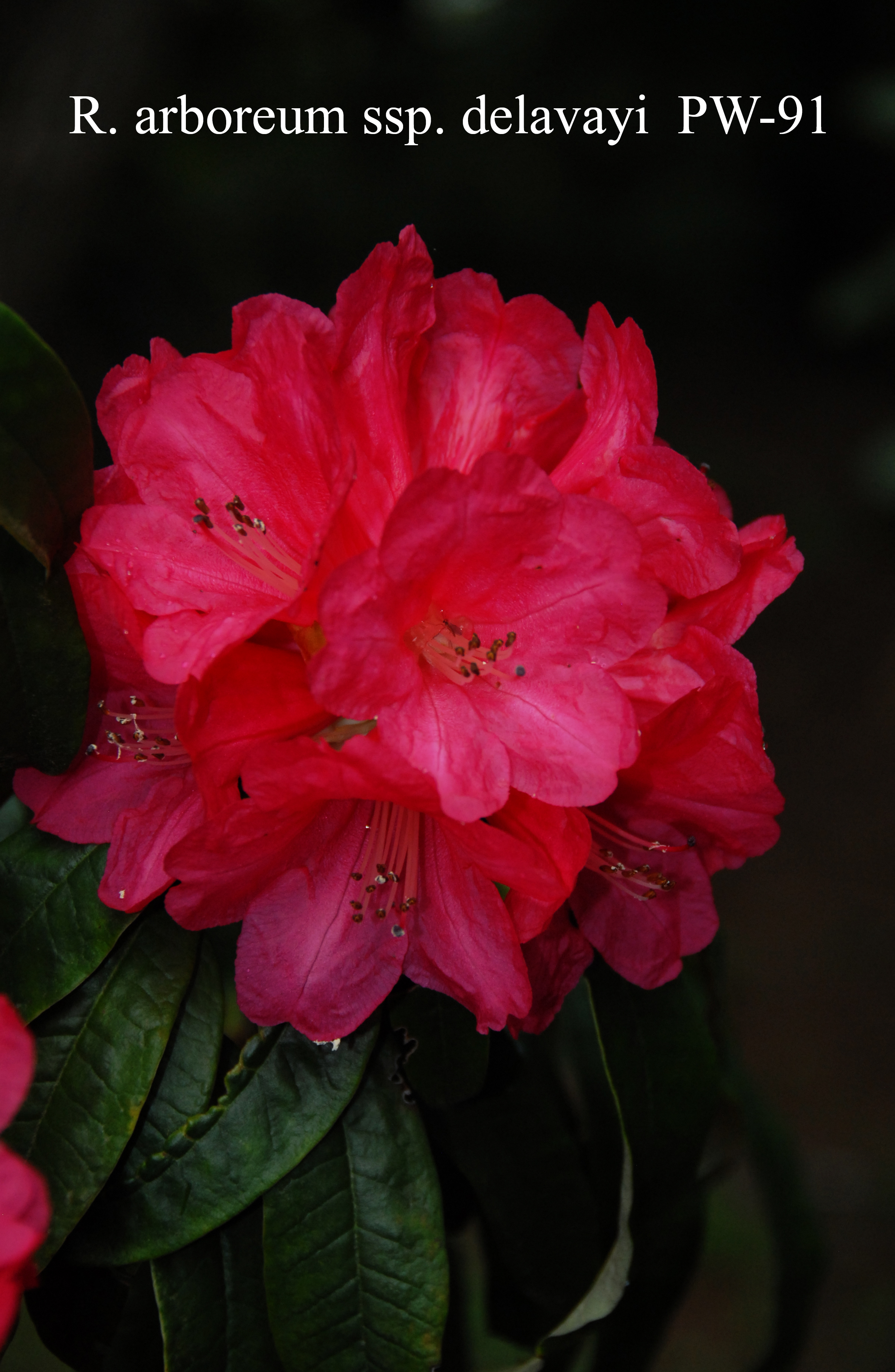 Rhododendron arboreum ssp delavayi photo