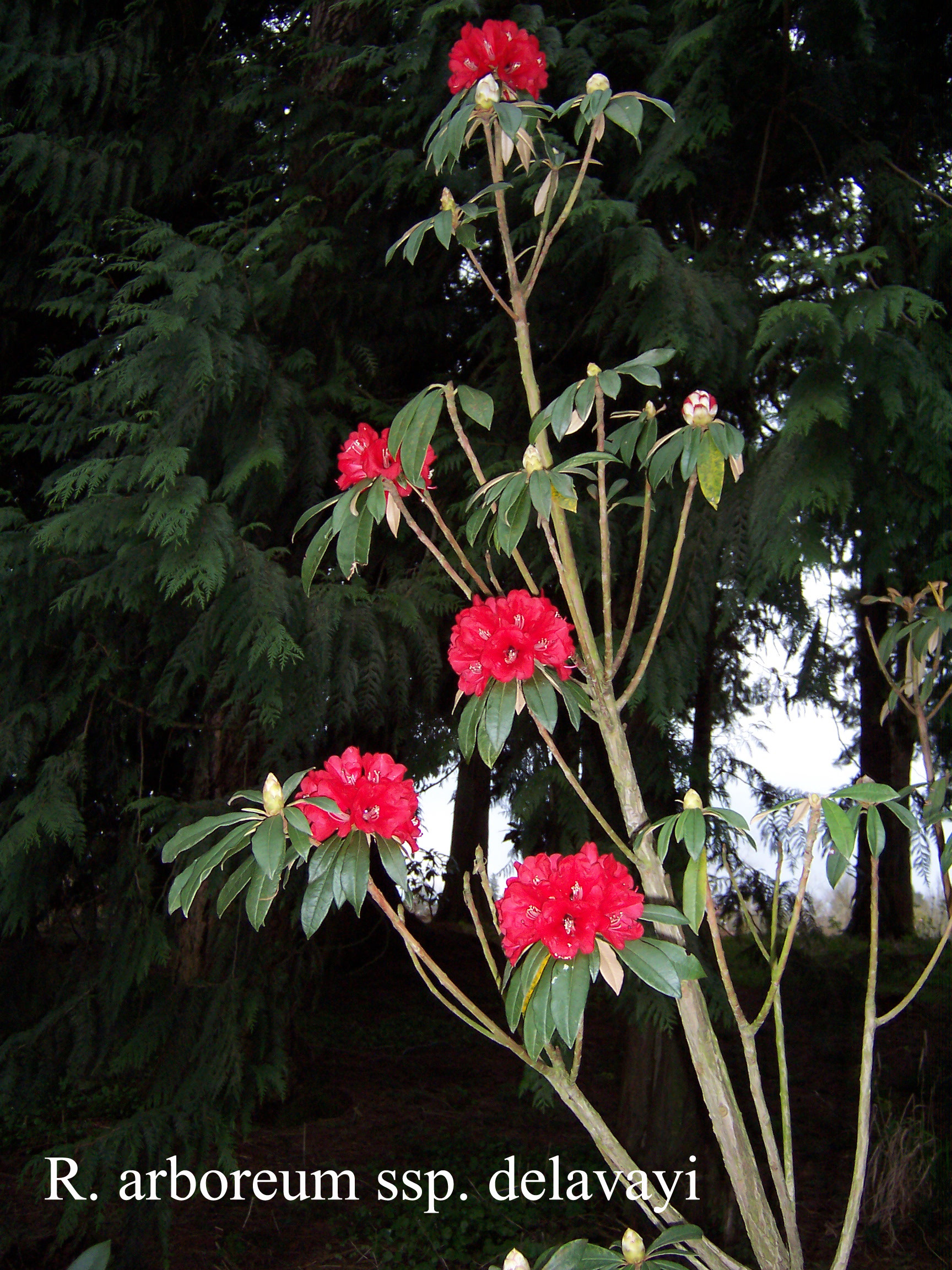Rhododendron arboreum ssp delavayi photo