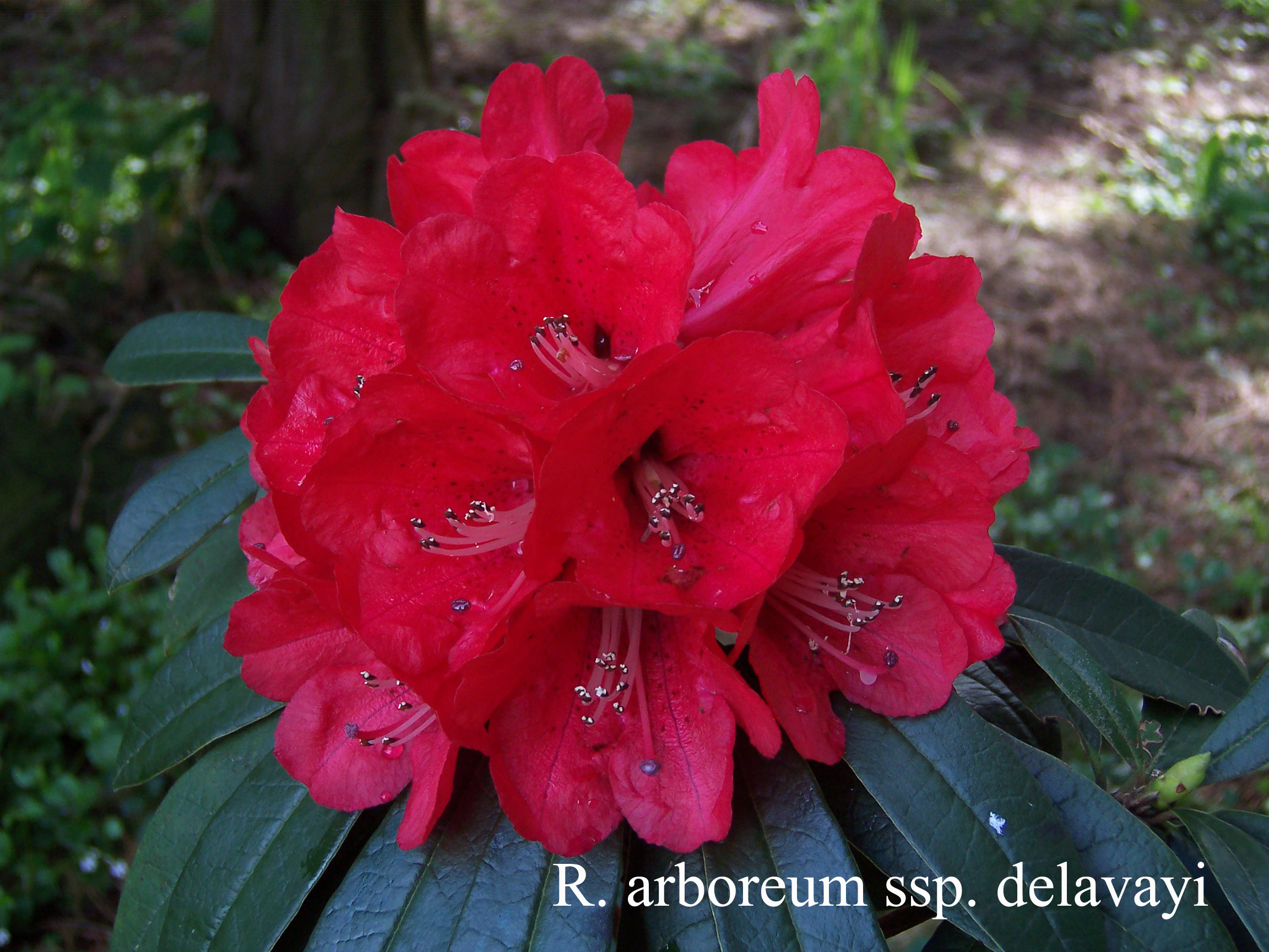 Rhododendron arboreum ssp delavayi photo