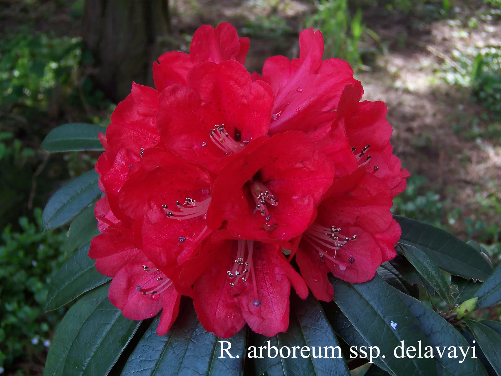 R. arboreum ssp delavayi photo of R. arboreum ssp delavayi. ?. Location: Fearing's Farm Nursery, Abbotsford, BC, Canada. Photo by: Harold Fearing