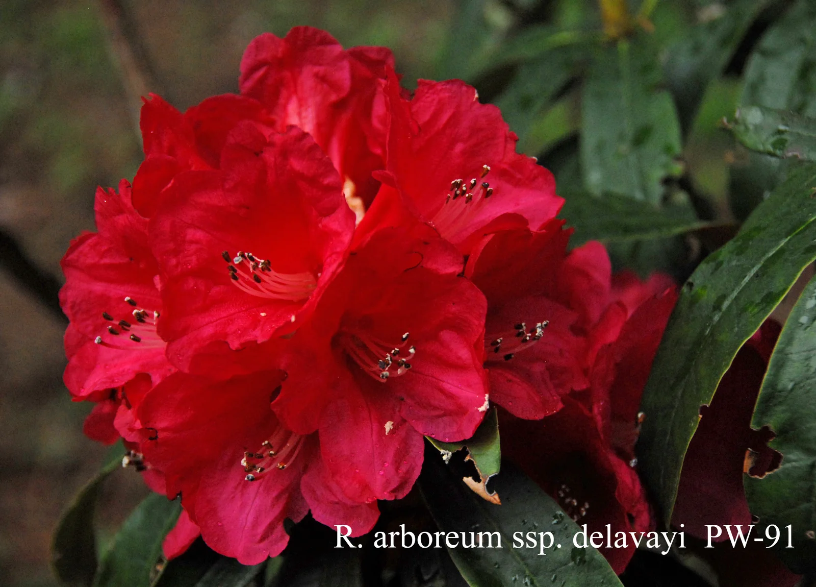 R. arboreum ssp delavayi photo of R. arboreum ssp delavayi. Collection Number: PW-91. Location: Fearing's Farm Nursery, Abbotsford, BC, Canada. Photo by: Harold Fearing