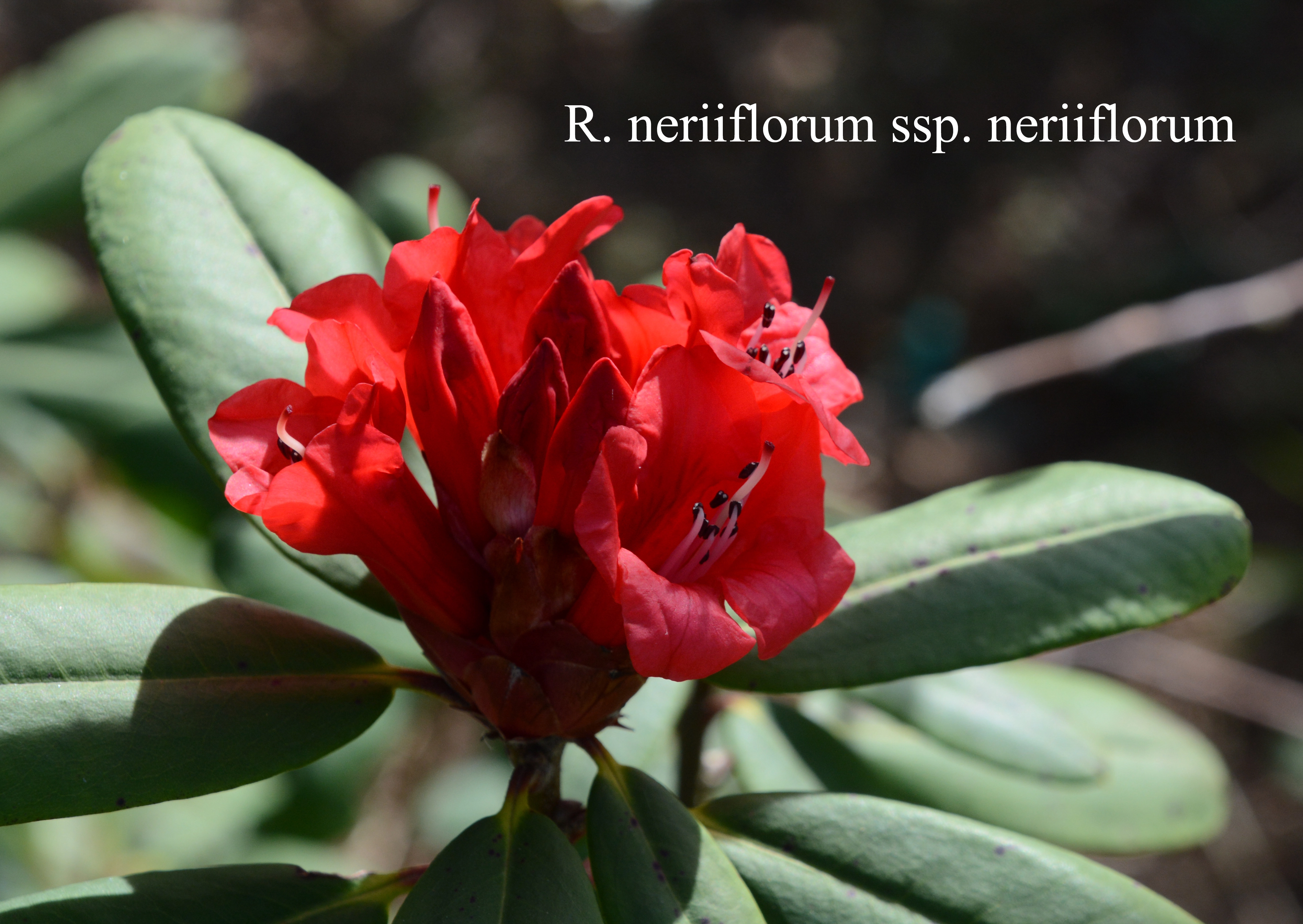 Rhododendron neriiflorum ssp neriiflorum photo