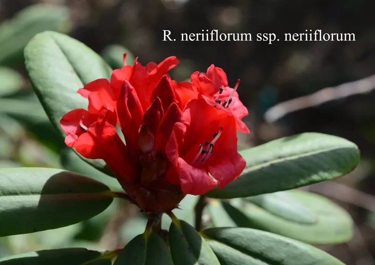 Photo of R. neriiflorum ssp neriiflorum, Species