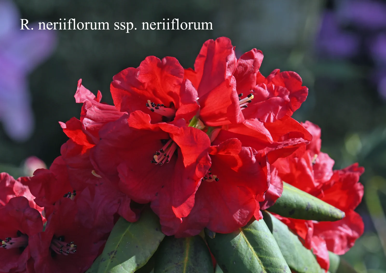 R. neriiflorum ssp neriiflorum photo of R. neriiflorum ssp neriiflorum. Location: Fearing's Farm Nursery, Abbotsford, BC, Canada. Photo by: Harold Fearing