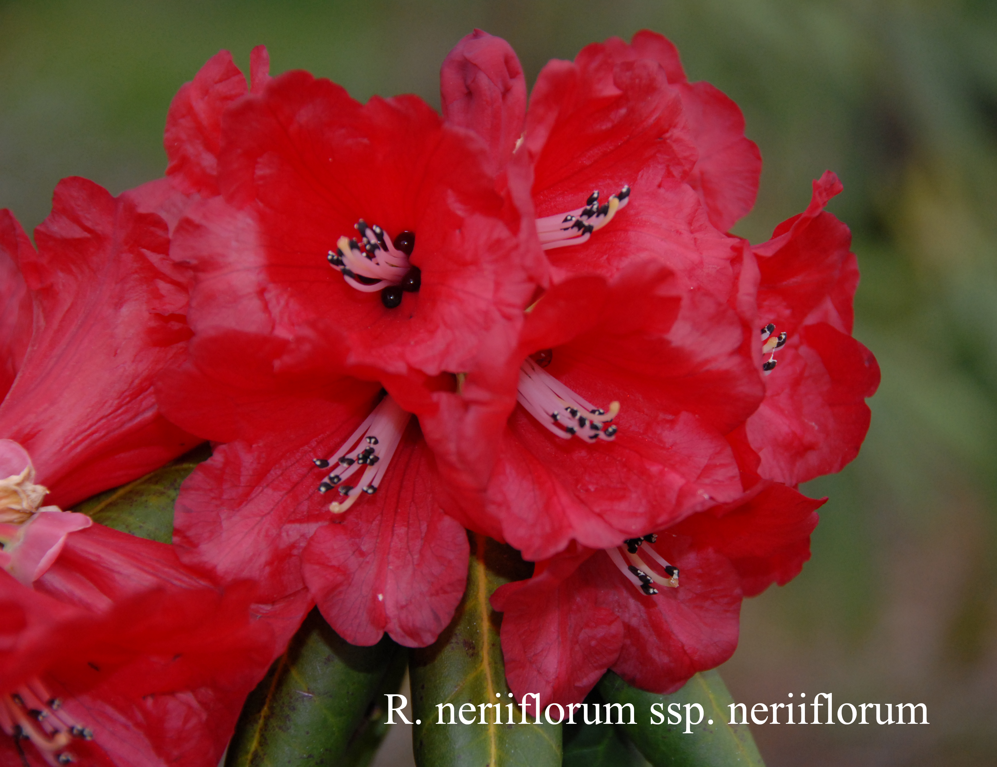 Rhododendron neriiflorum ssp neriiflorum photo
