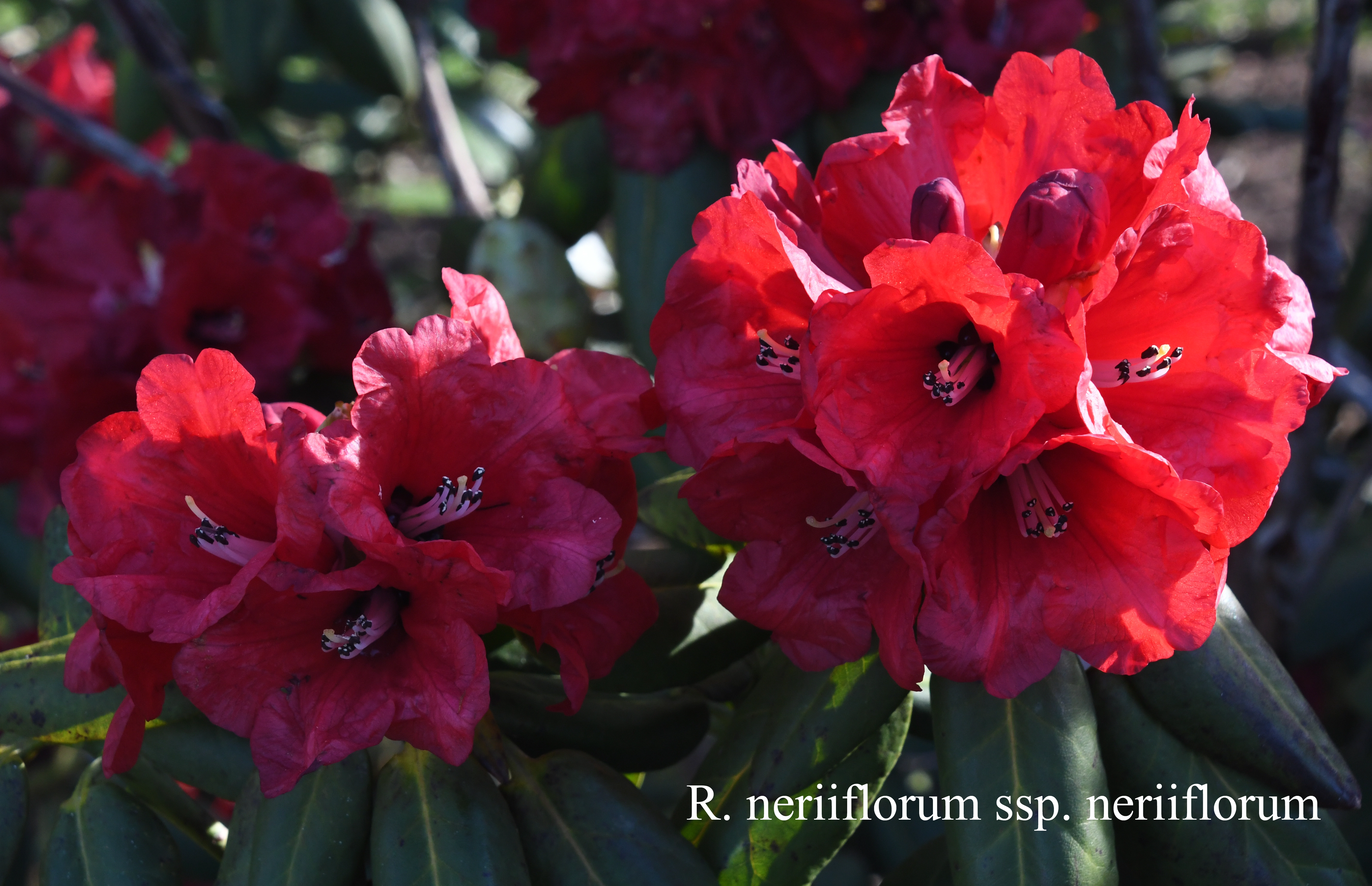 Rhododendron neriiflorum ssp neriiflorum photo