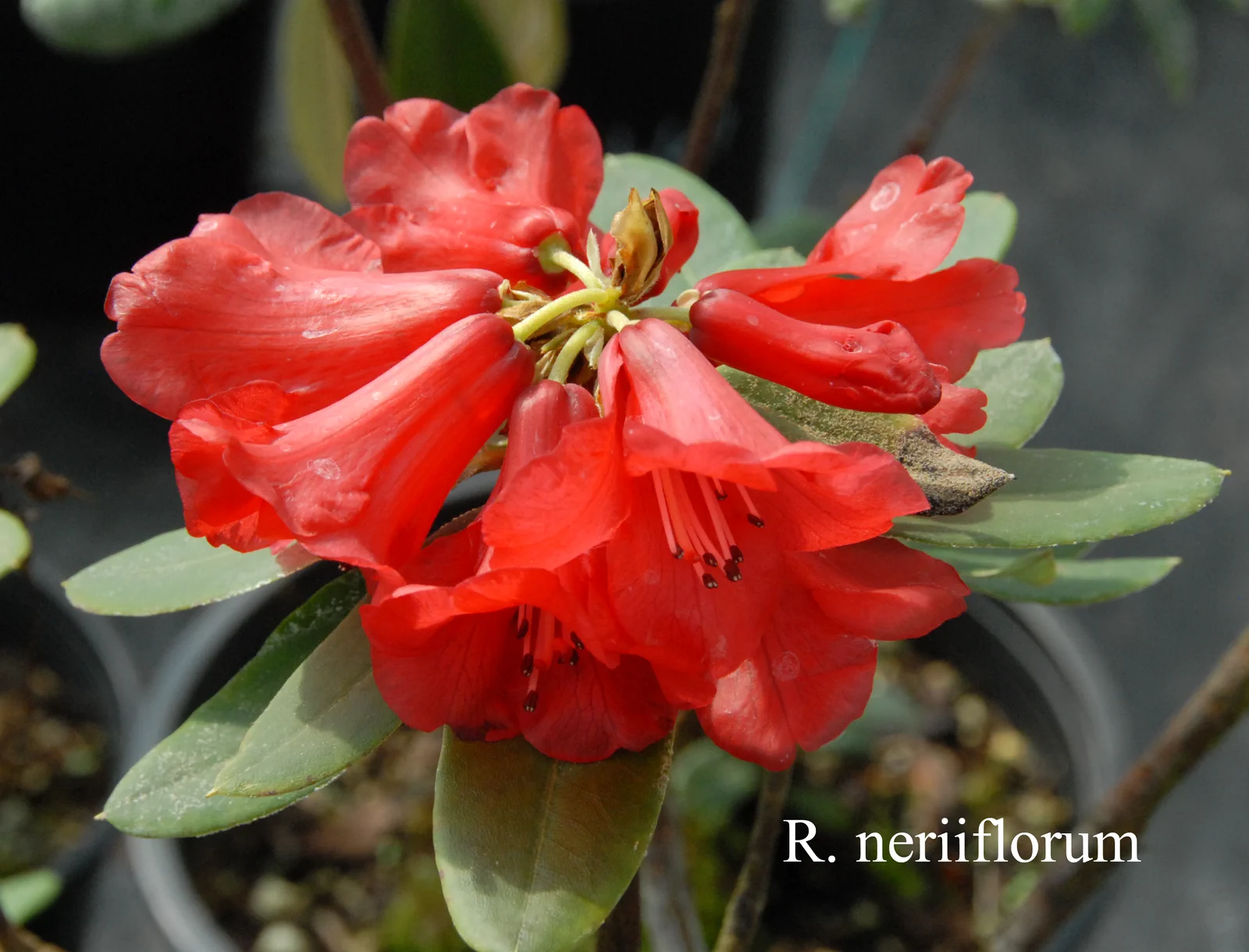 R. neriiflorum ssp neriiflorum photo of R. neriiflorum ssp neriiflorum. Clark orig. ochraceum. Location: Fearing's Farm Nursery, Abbotsford, BC, Canada. Photo by: Harold Fearing