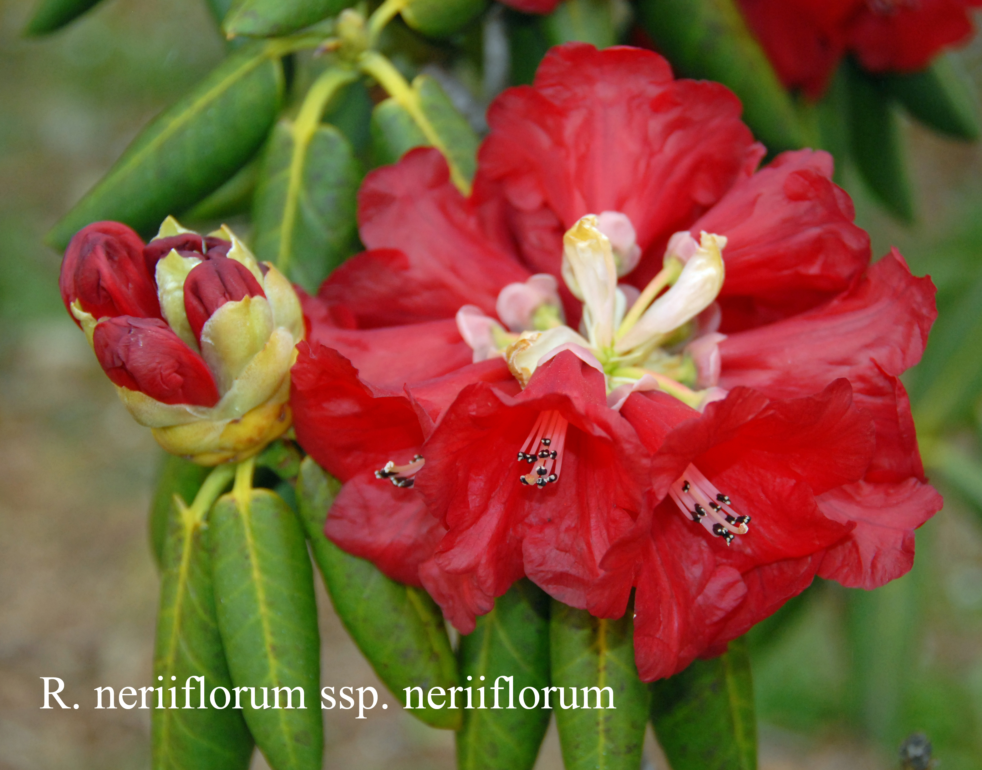 Rhododendron neriiflorum ssp neriiflorum photo