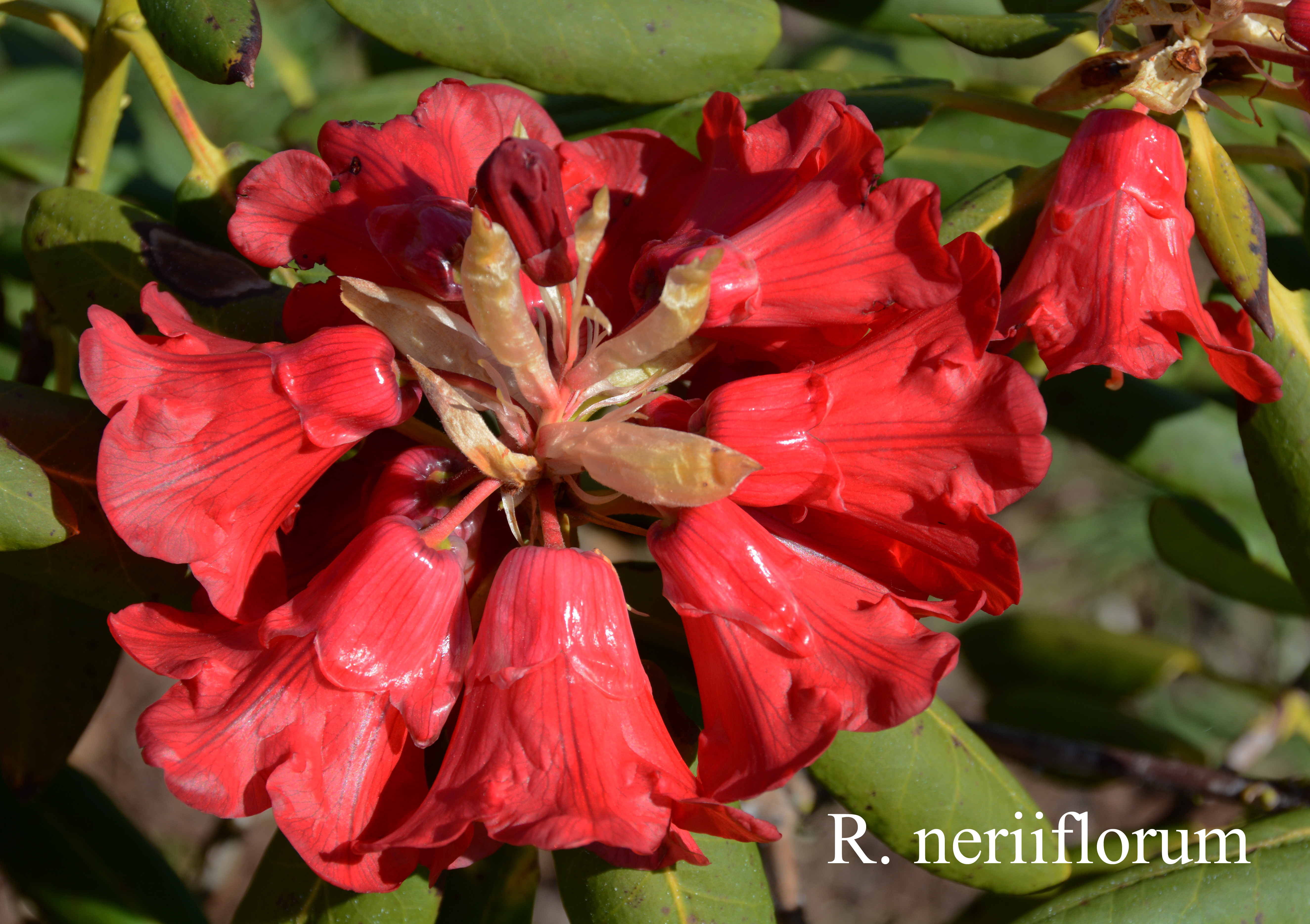 Rhododendron neriiflorum ssp neriiflorum photo