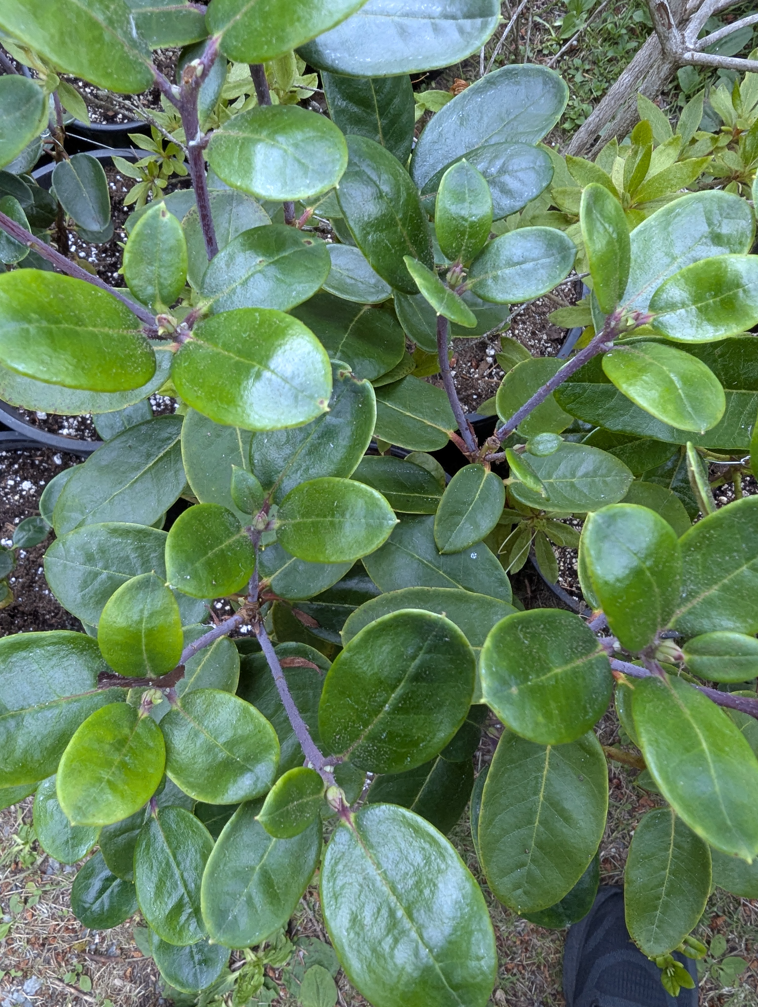 Rhododendron sherriffii photo
