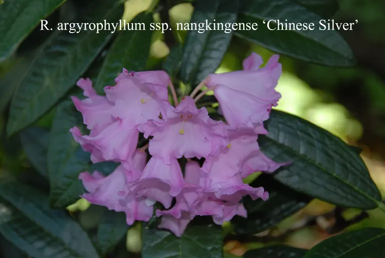 Photo of R. argyrophyllum ssp nankingense 'Chinese Silver', Rhododendron Species Selection