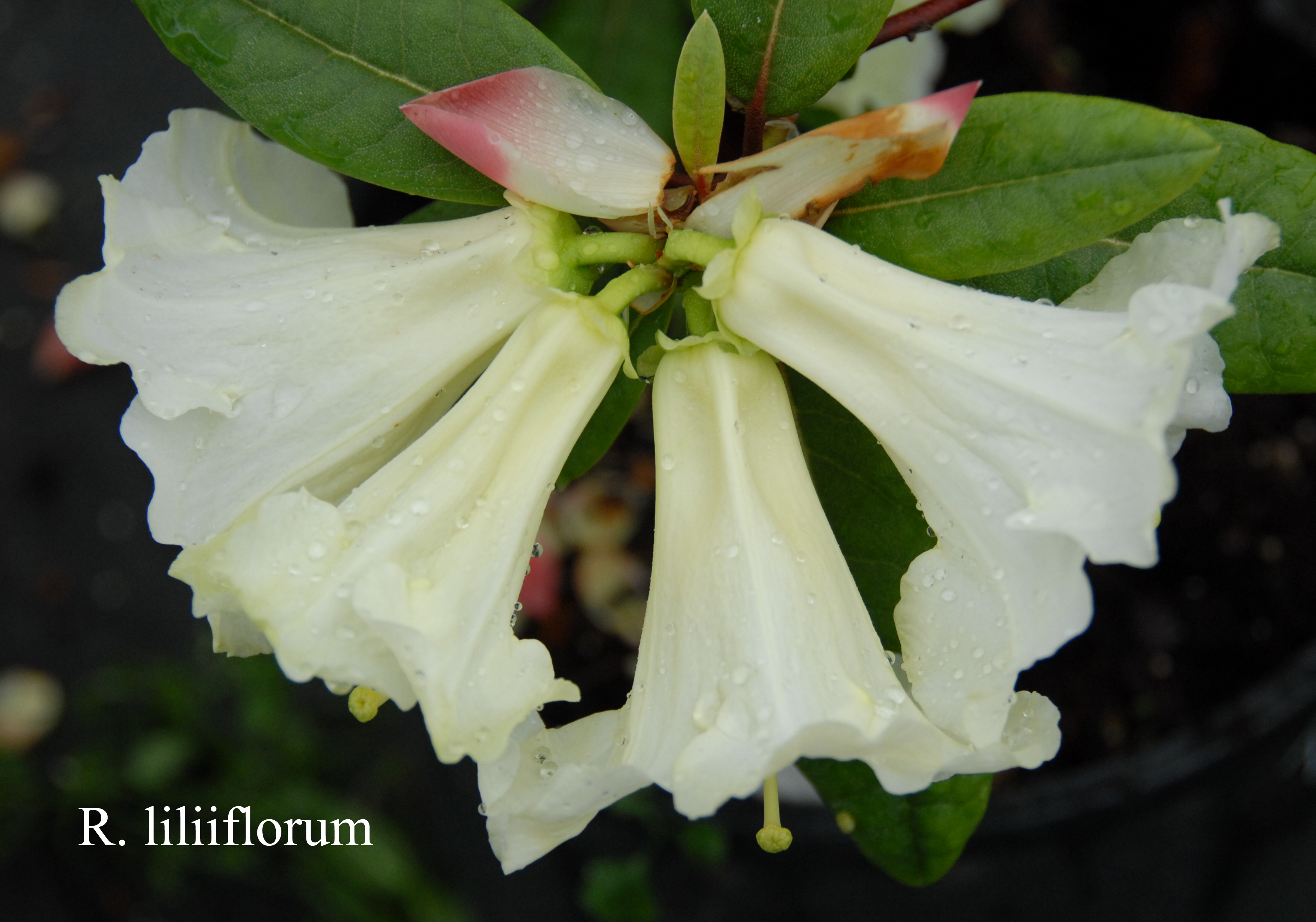 Rhododendron liliiflorum photo