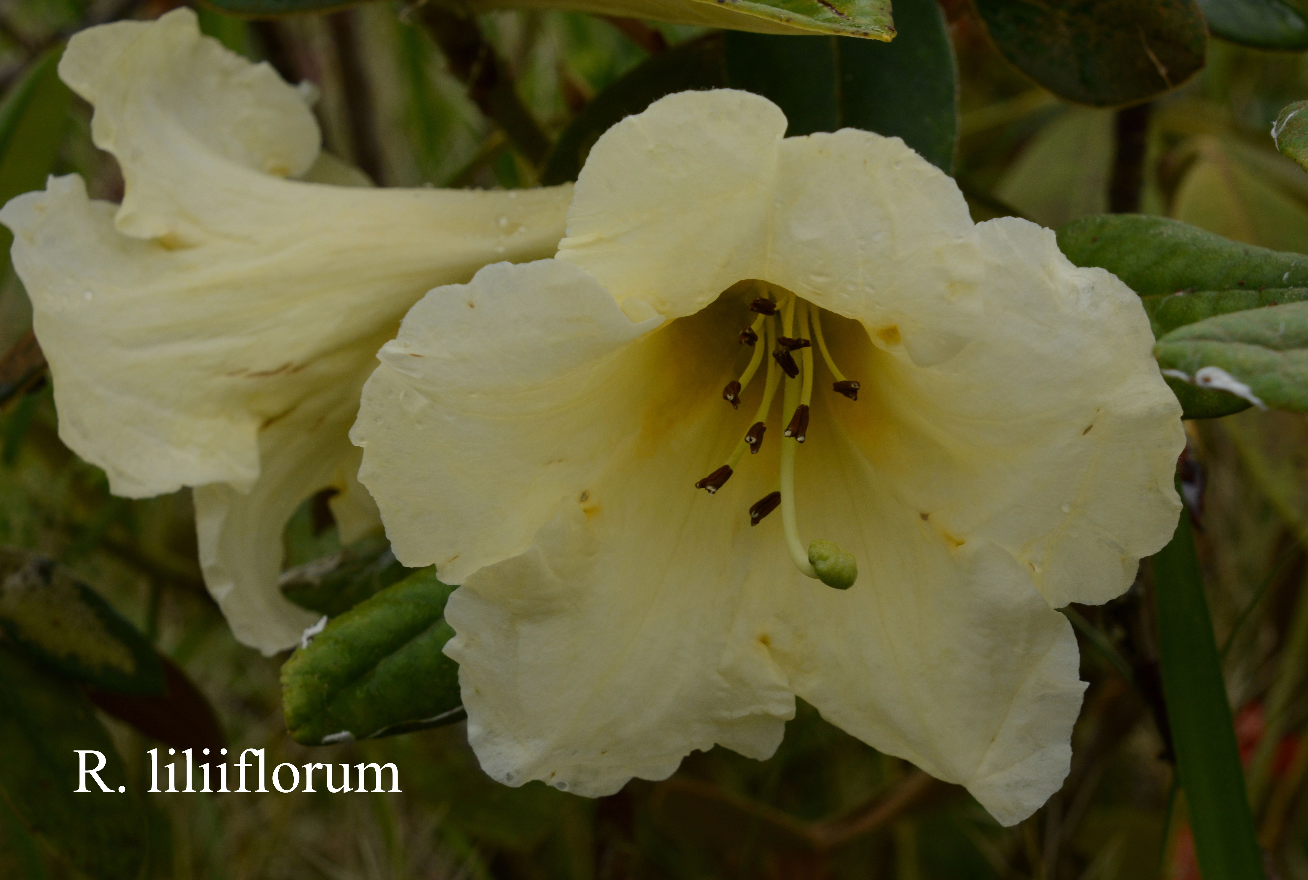 Rhododendron liliiflorum photo