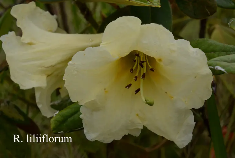 Photo of R. liliiflorum, Species