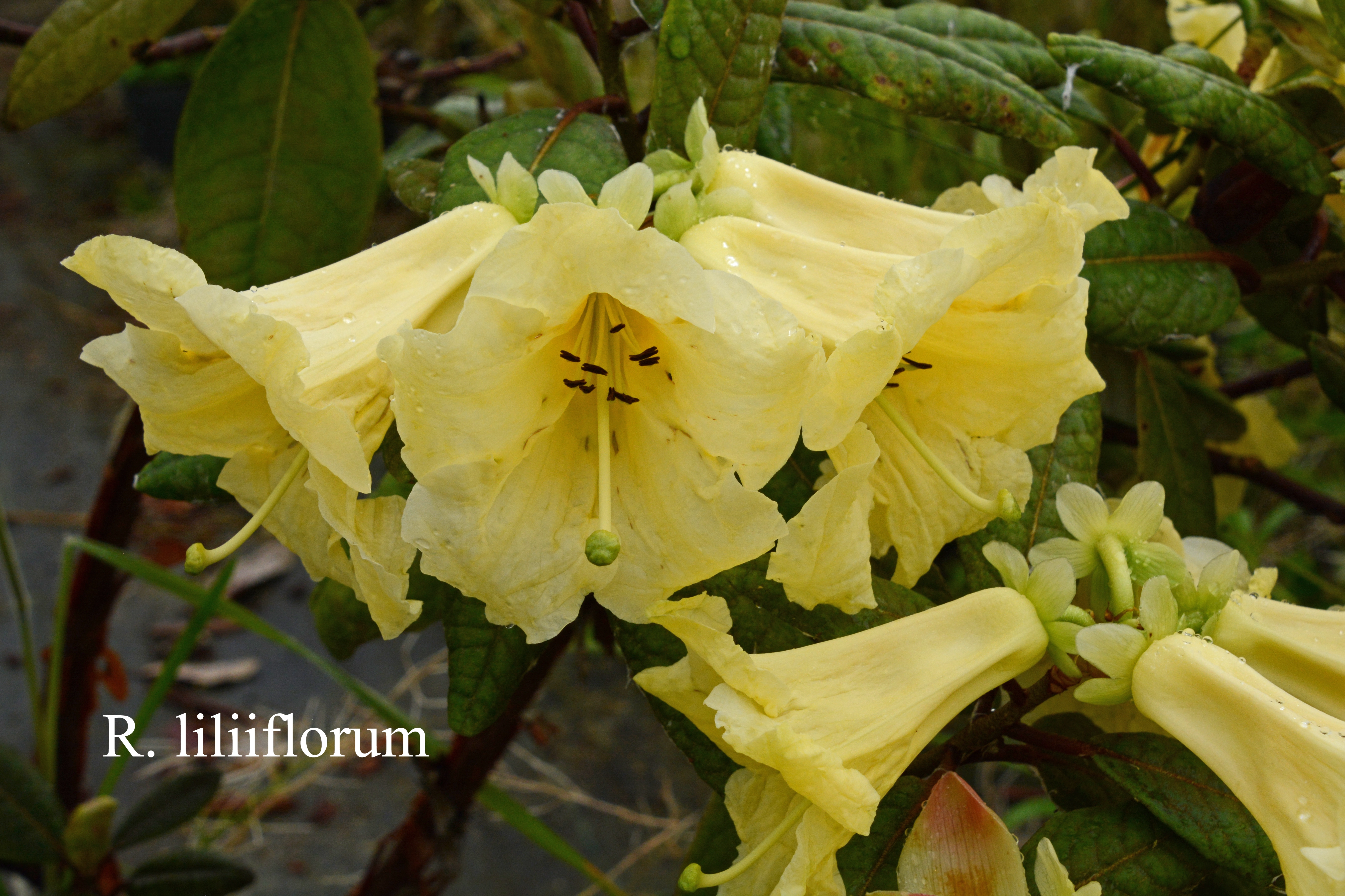 Rhododendron liliiflorum photo
