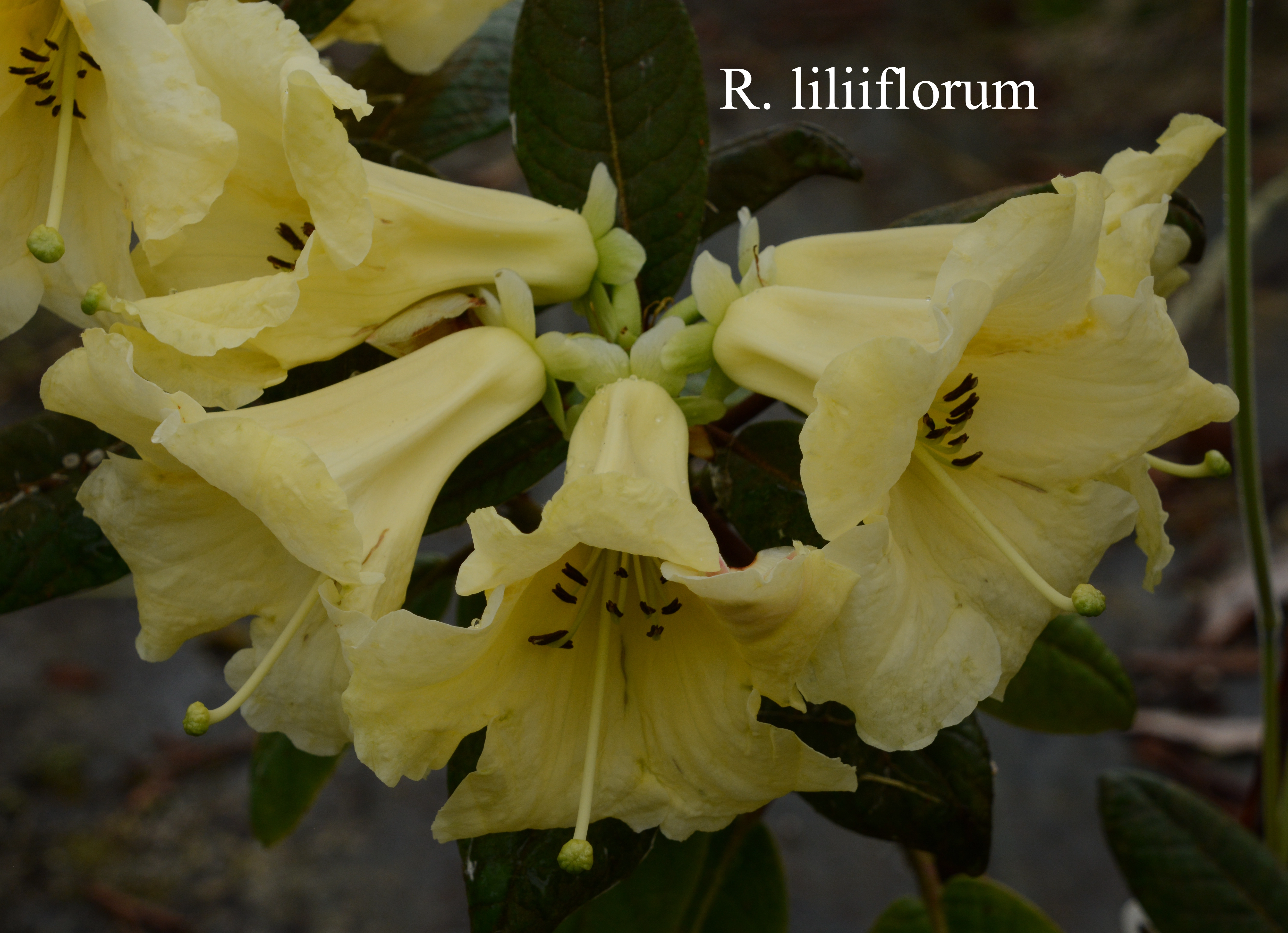 Rhododendron liliiflorum photo