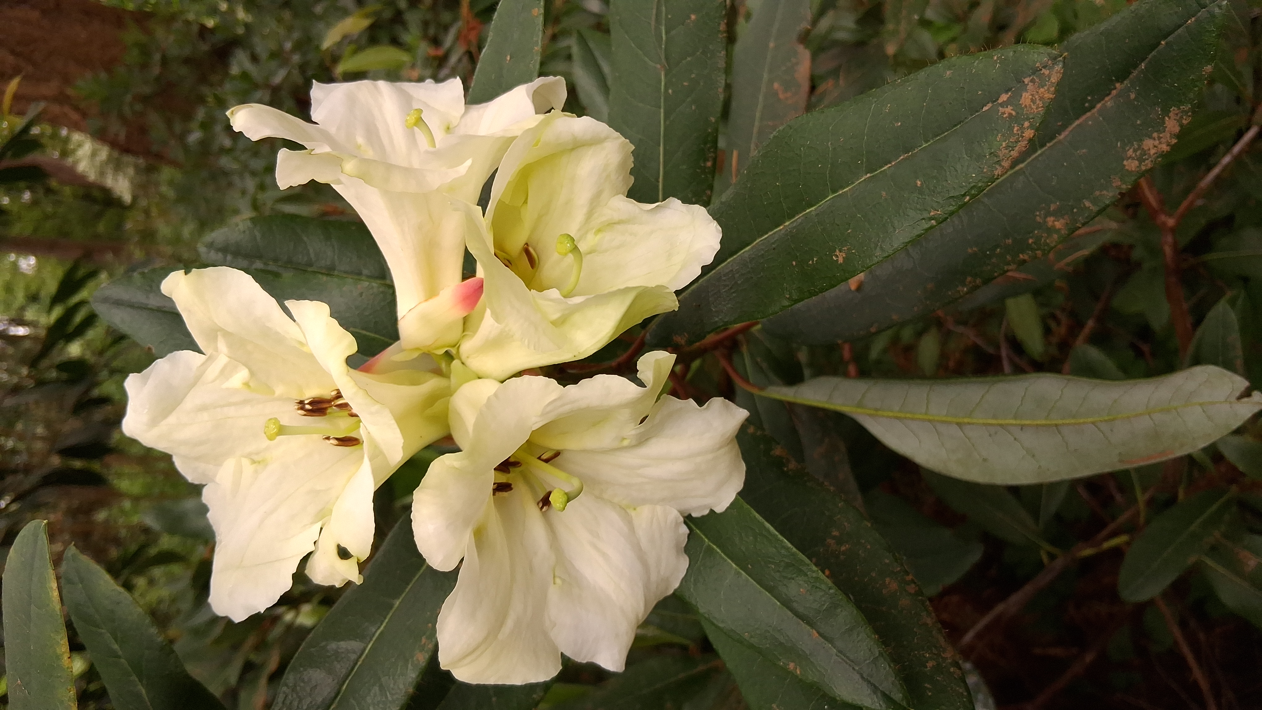 Rhododendron liliiflorum photo