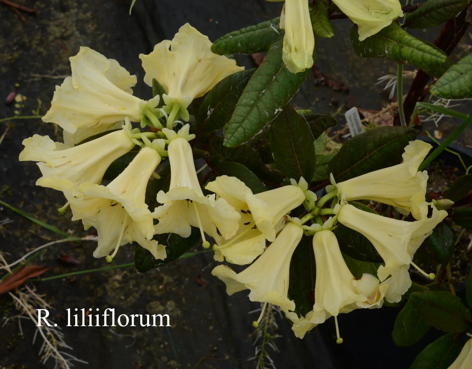 R. liliiflorum photo of R. liliiflorum. Location: Fearing's Farm Nursery, Abbotsford, BC, Canada. Photo by: Harold Fearing