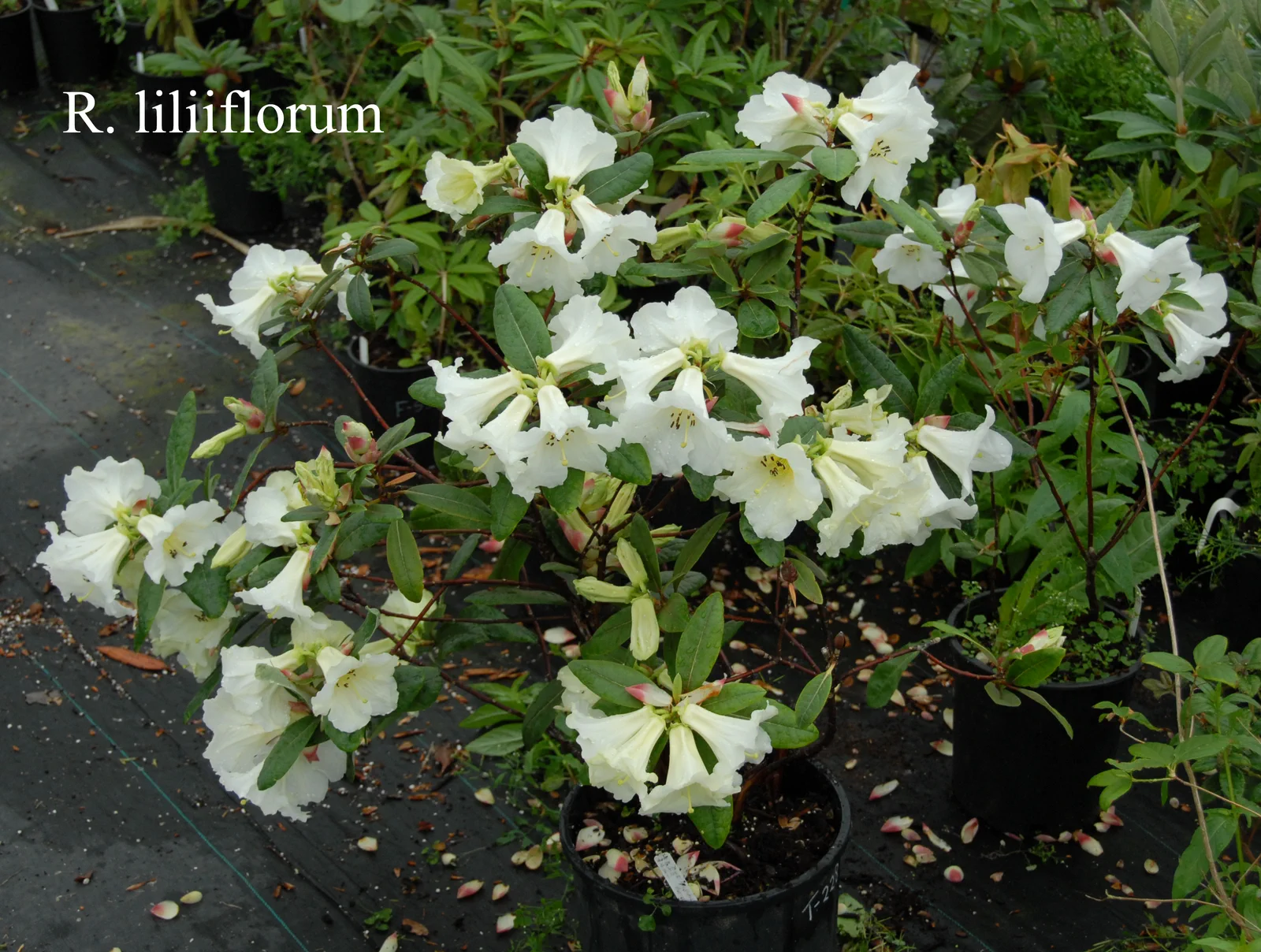 R. liliiflorum photo of R. liliiflorum. Location: Fearing's Farm Nursery, Abbotsford, BC, Canada. Photo by: Harold Fearing