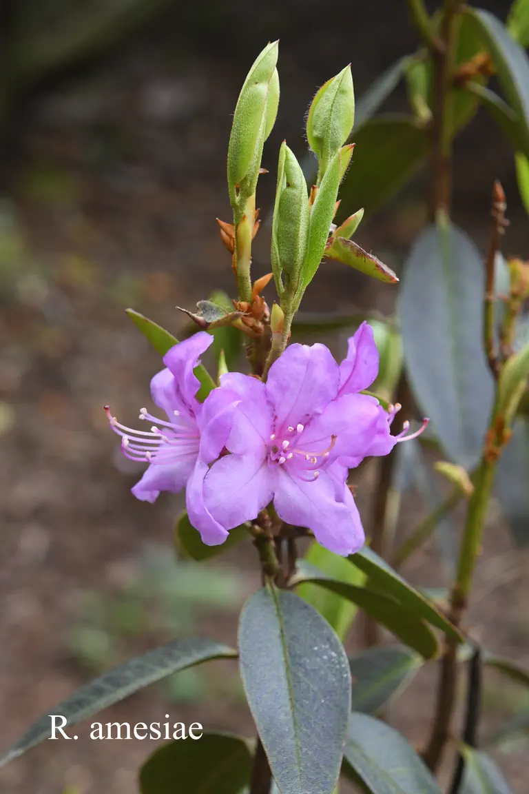 Photo of R. amesiae, Species