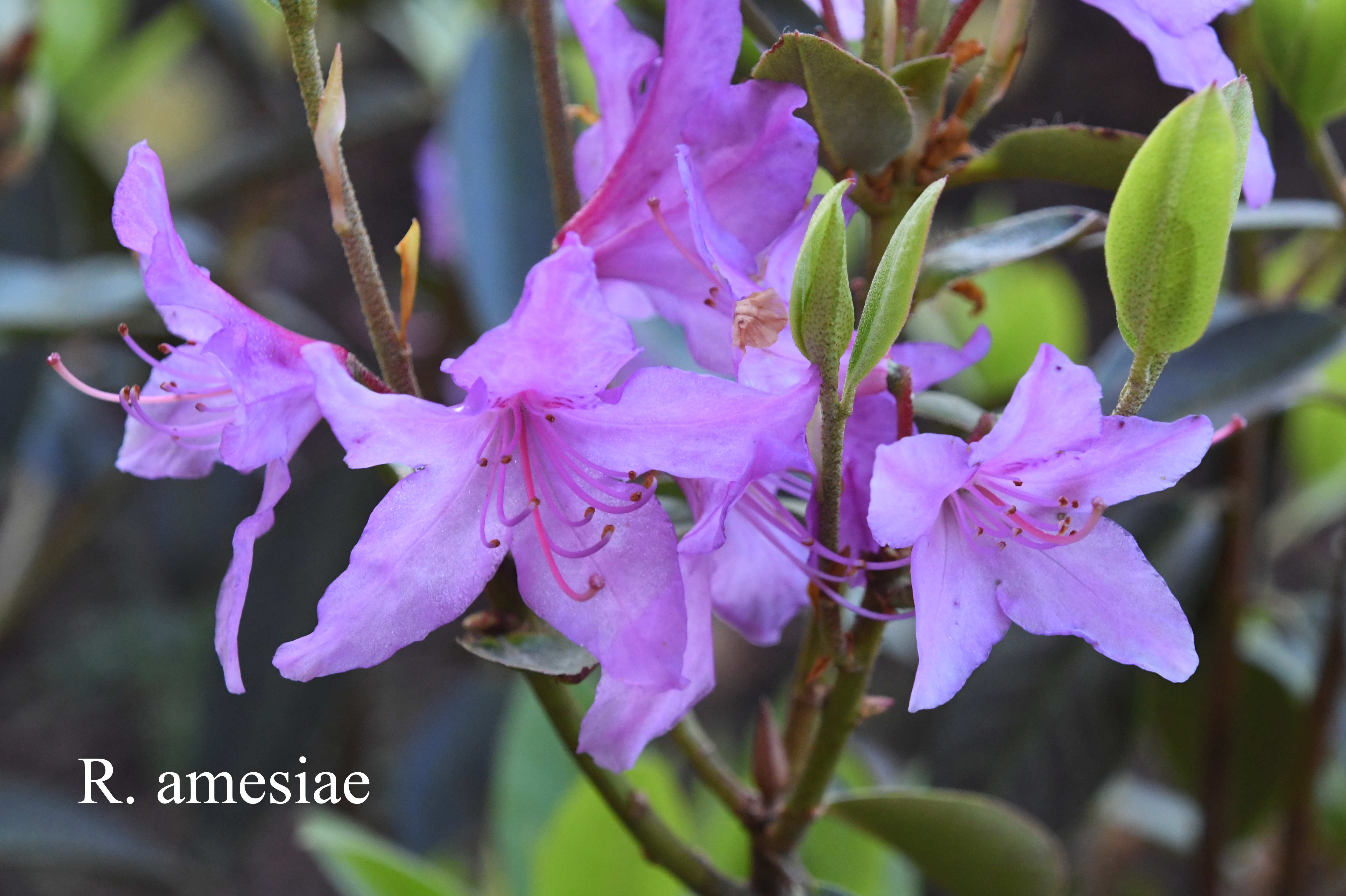 Rhododendron amesiae photo