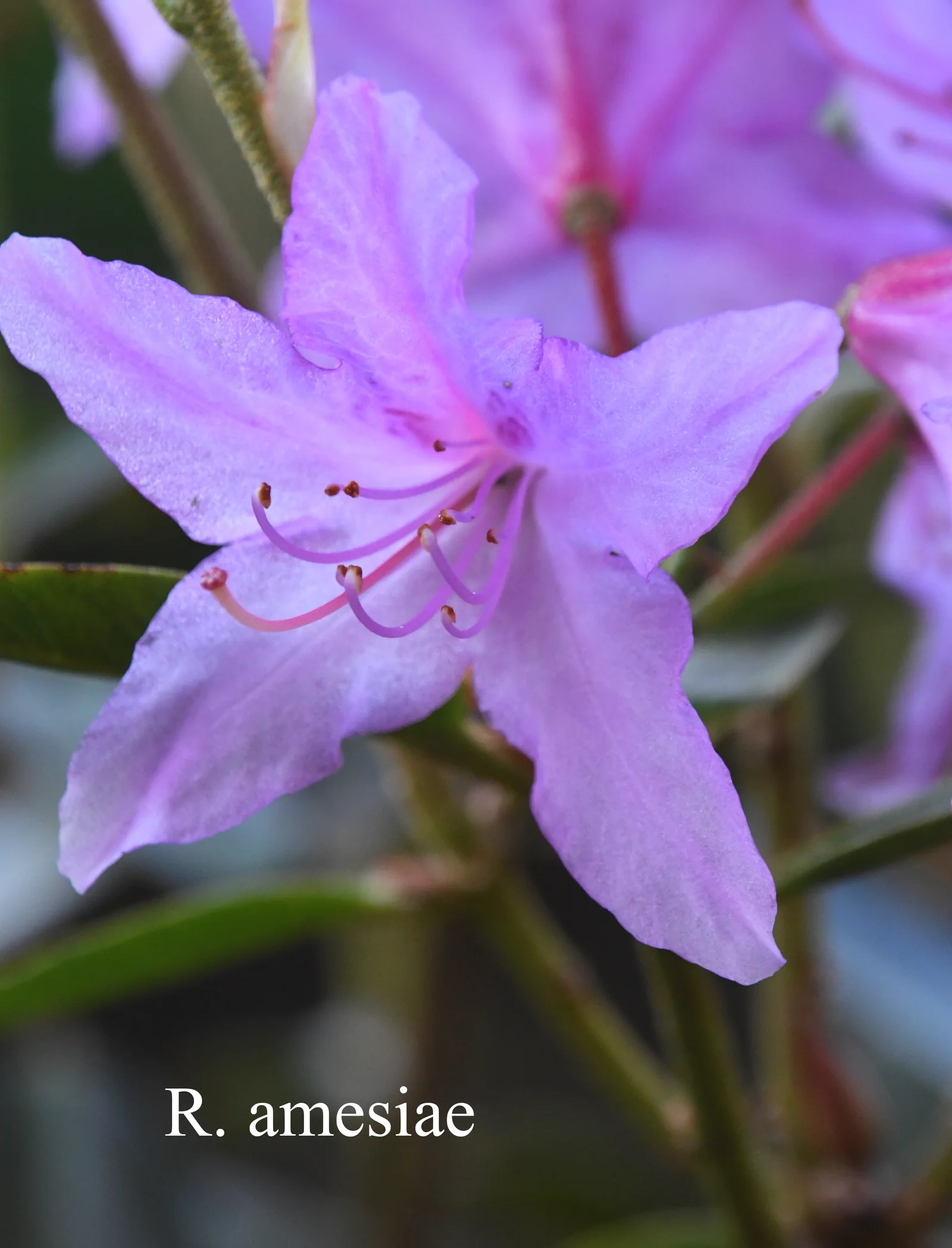 R. amesiae photo of R. amesiae. Location: Fearing's Farm Nursery, Abbotsford, BC, Canada. Photo by: Harold Fearing