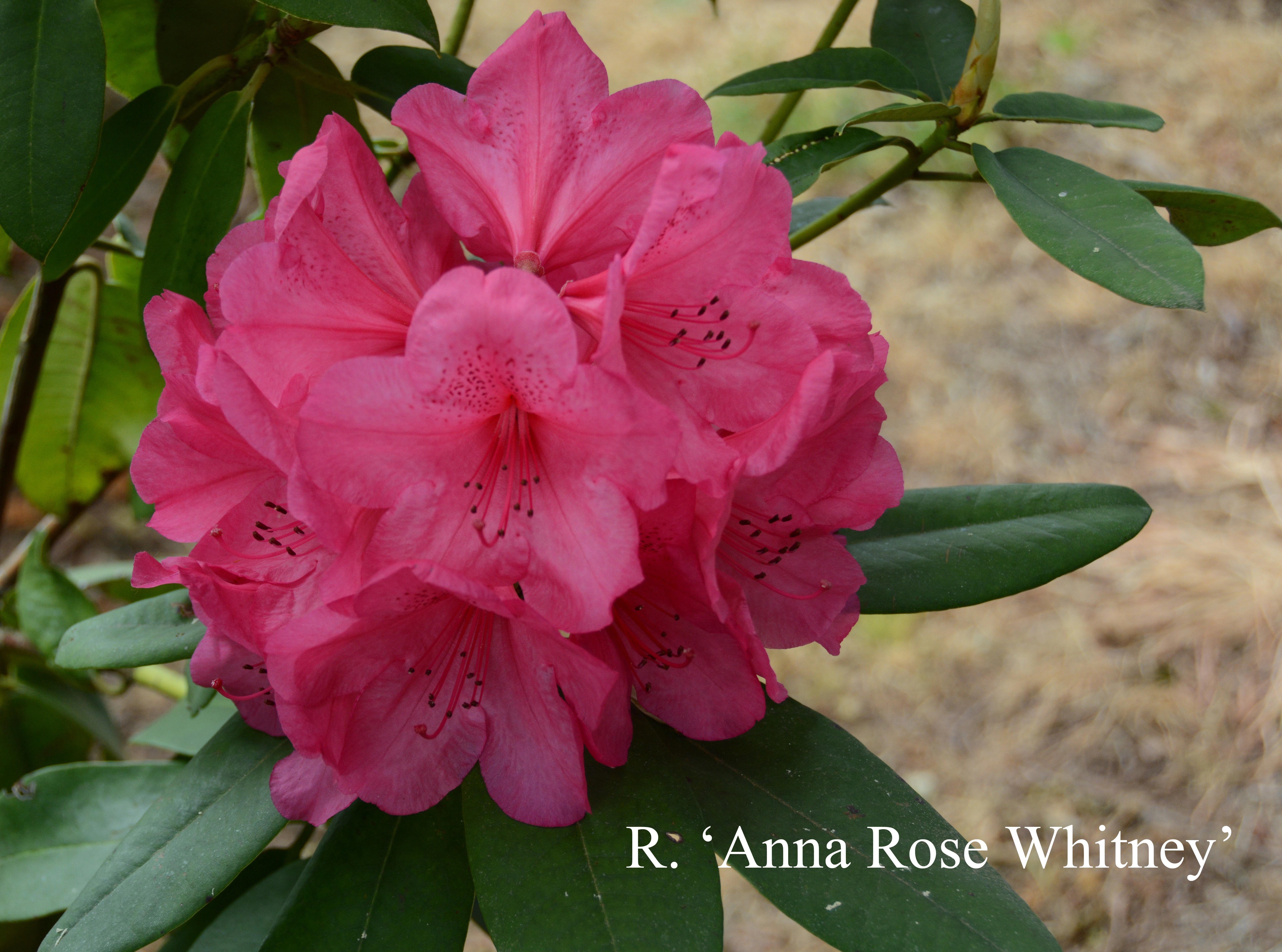 Rhododendron Anna Rose Whitney photo