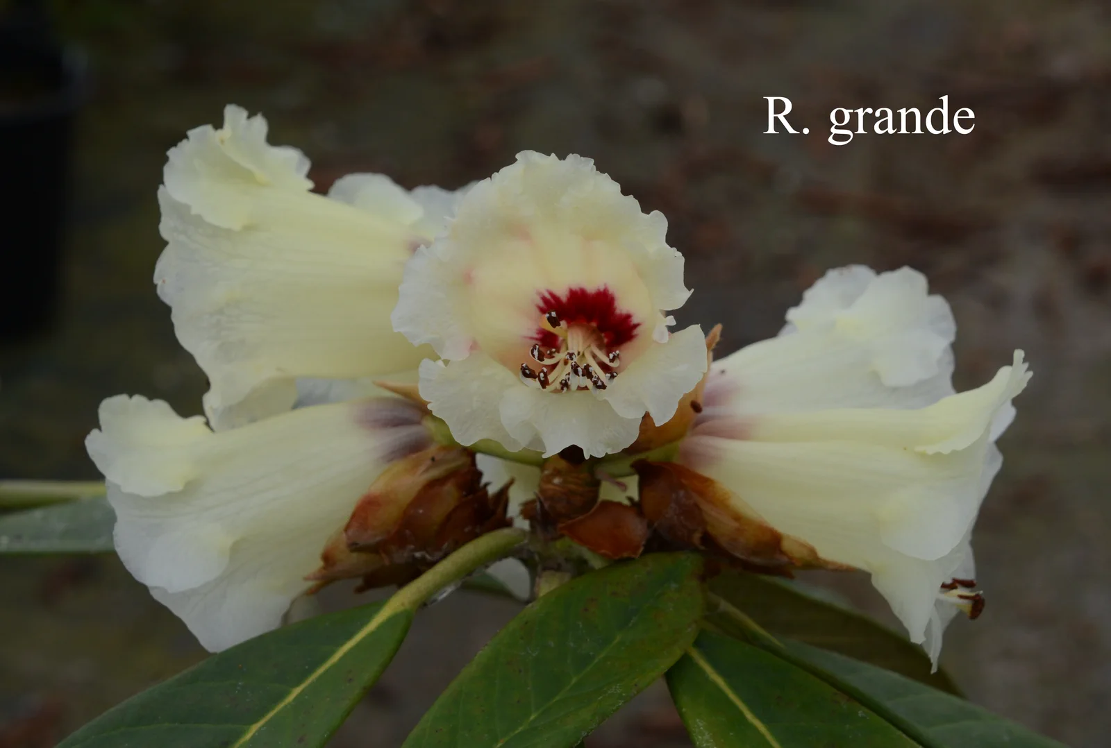 R. grande photo of R. grande. Location: Fearing's Farm Nursery, Abbotsford, BC, Canada. Photo by: Harold Fearing