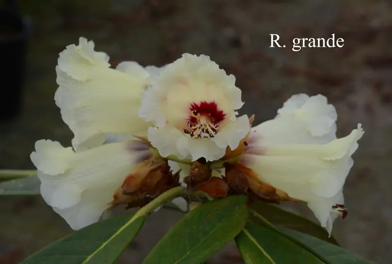 Photo of R. grande, Species