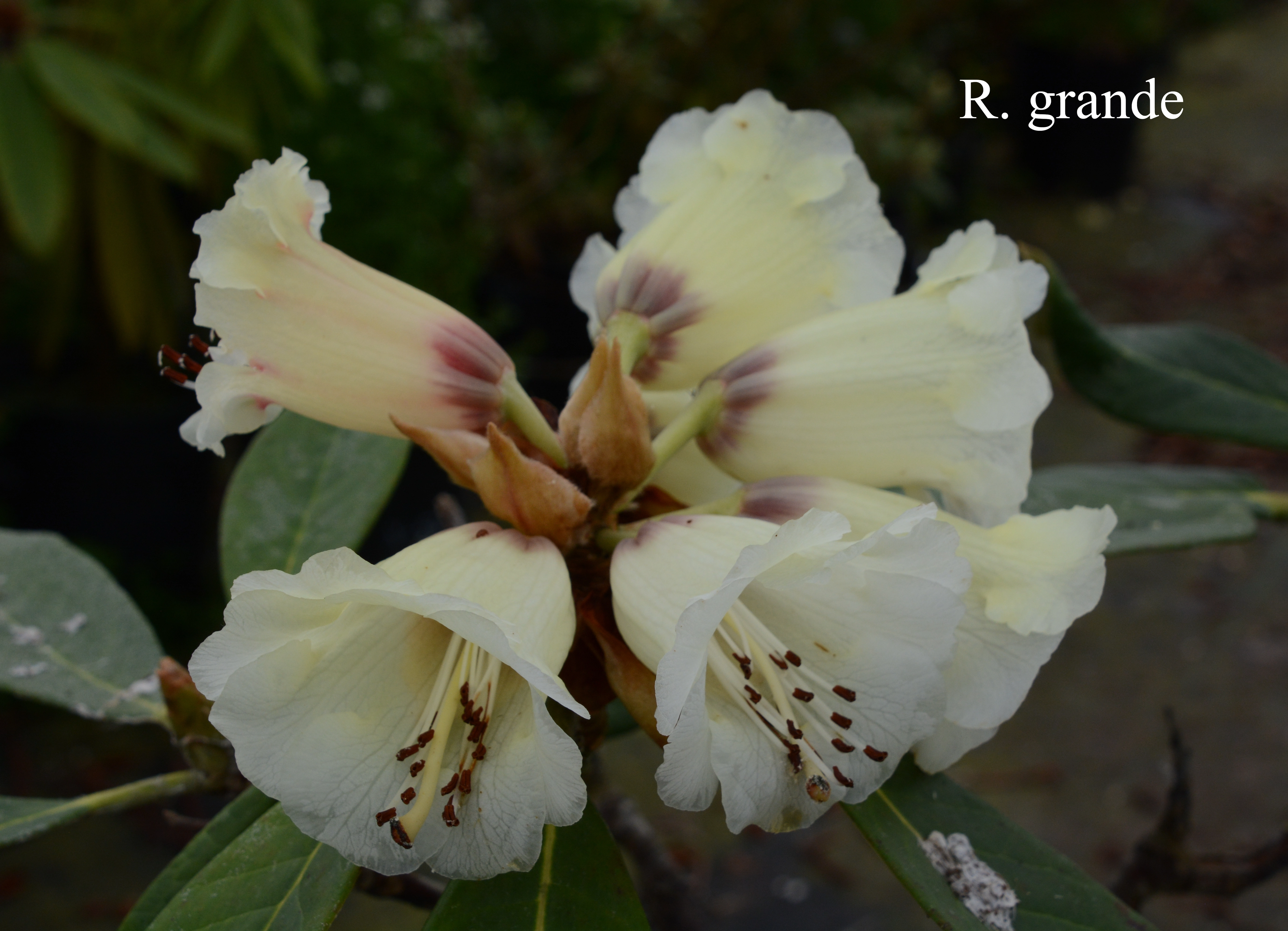 Rhododendron grande photo