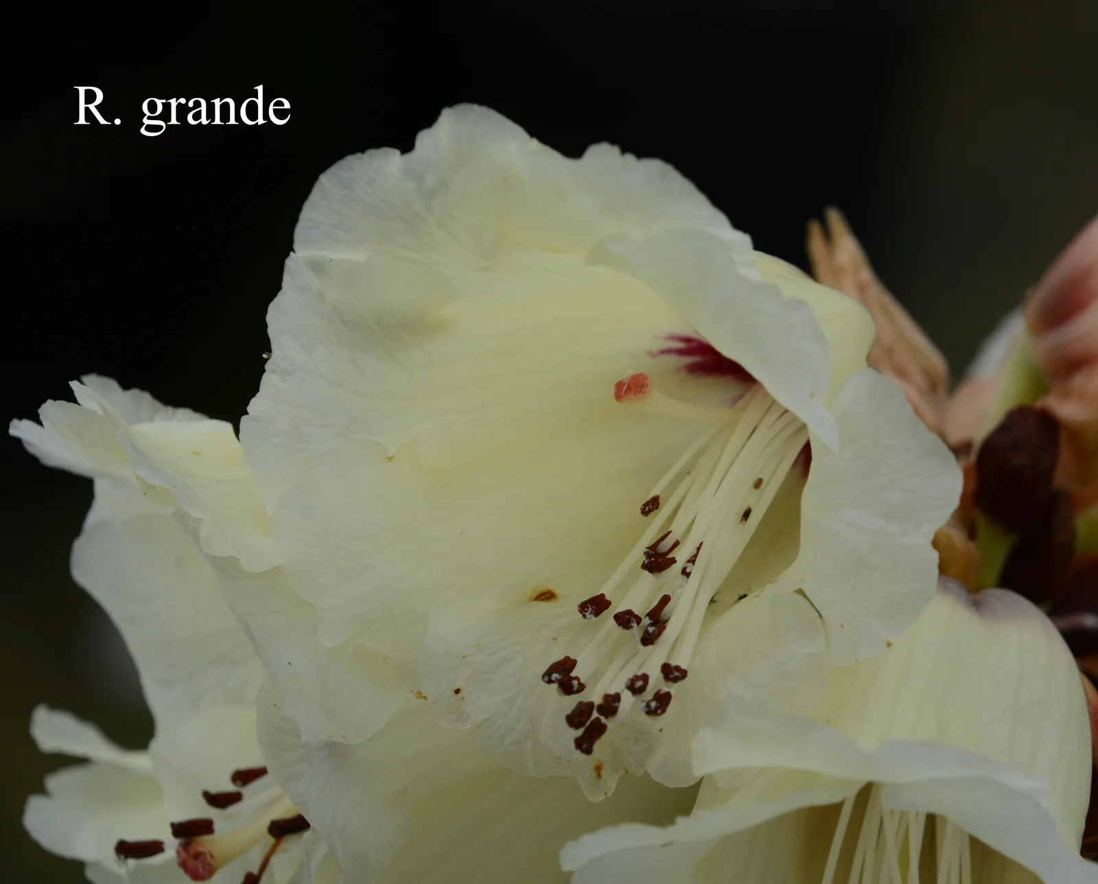 R. grande photo of R. grande. Location: Fearing's Farm Nursery, Abbotsford, BC, Canada. Photo by: Harold Fearing