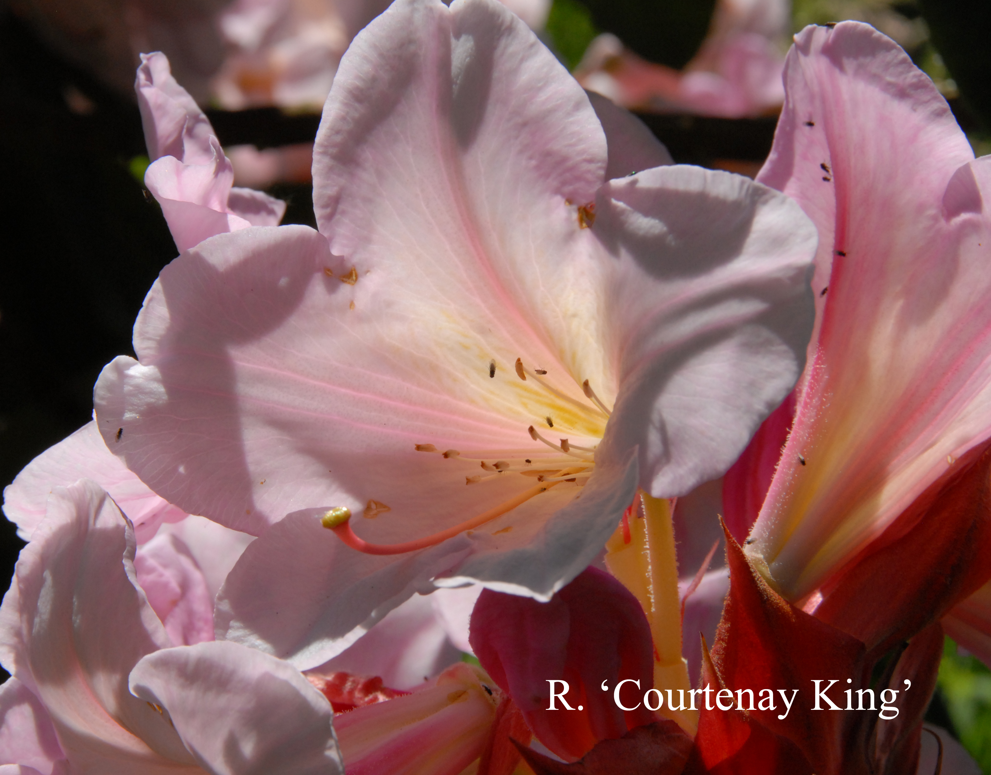 Rhododendron Courtenay King photo